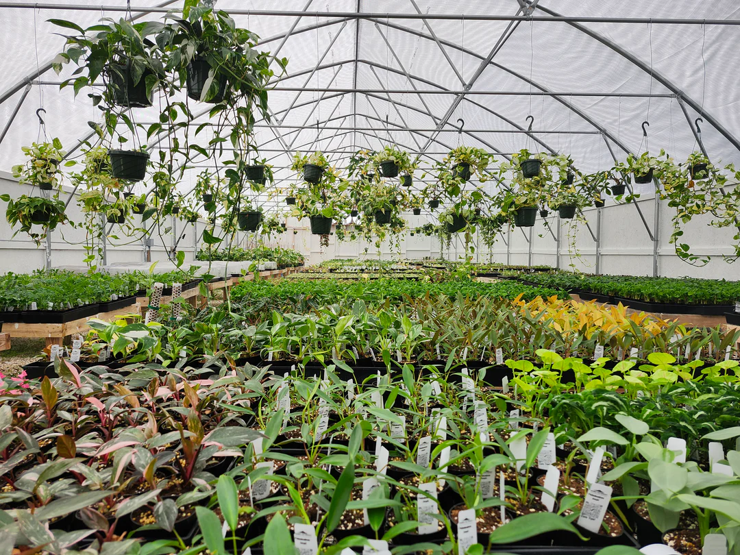 Bring Florida’s Finest Foliage Home