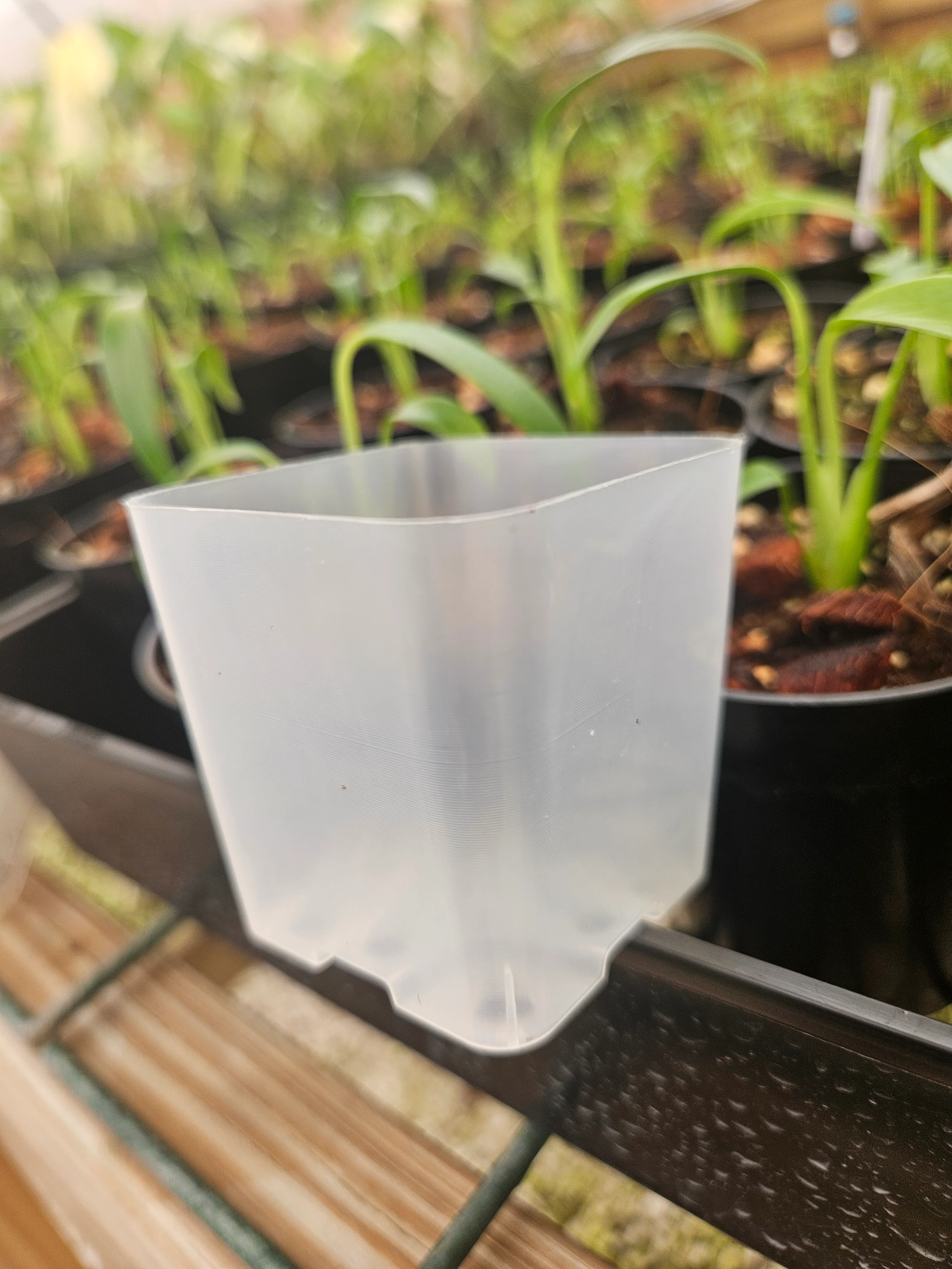 2 Inch Square Clear Pots- 10 pots - Image 2