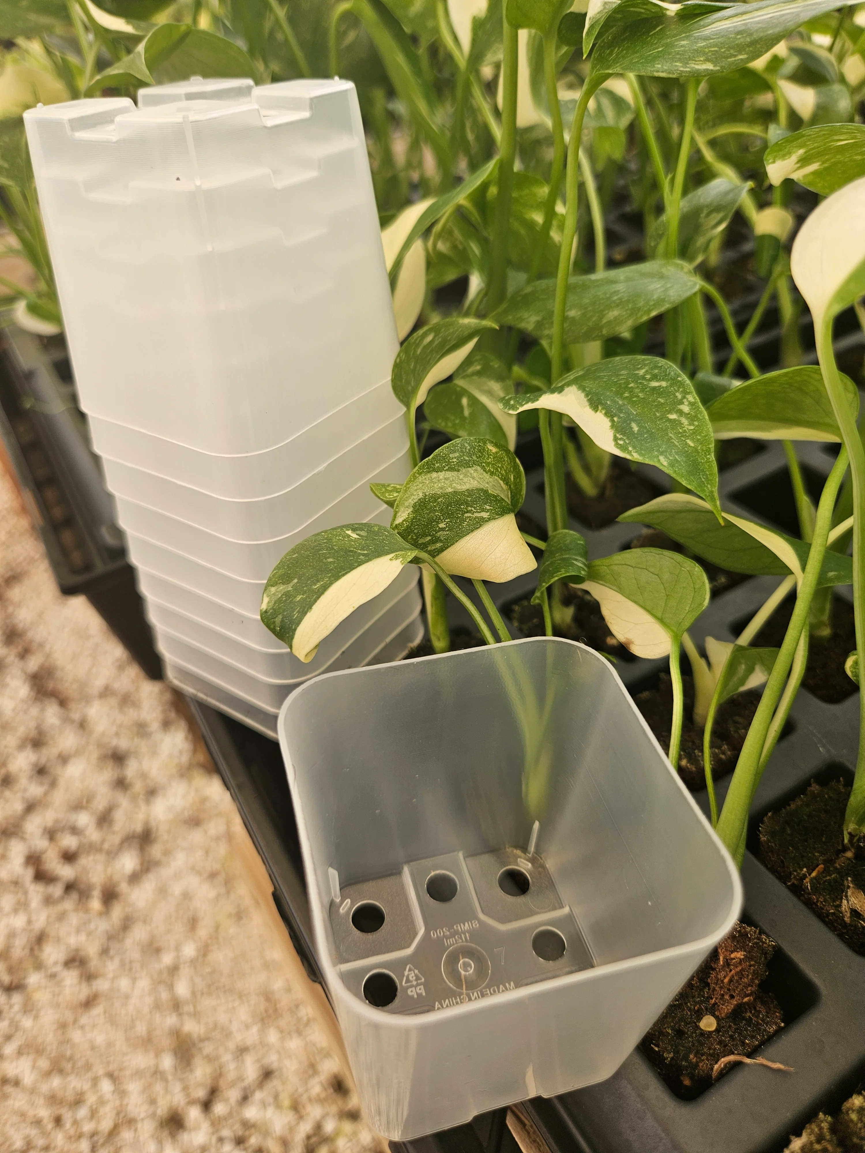 2 Inch Square Clear Pots- 10 pots - Image 3