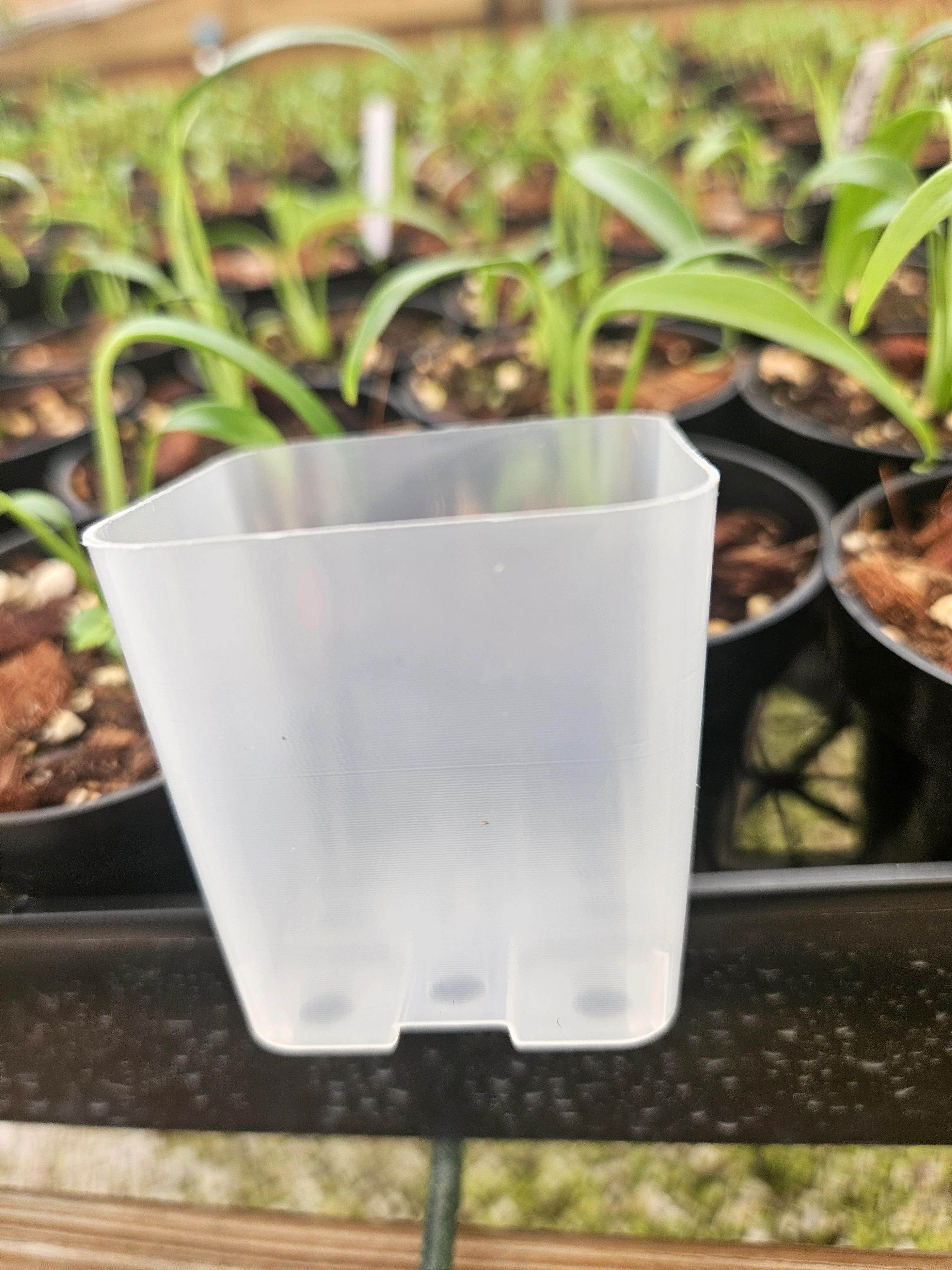 2 Inch Square Clear Pots- 10 pots - Image 4