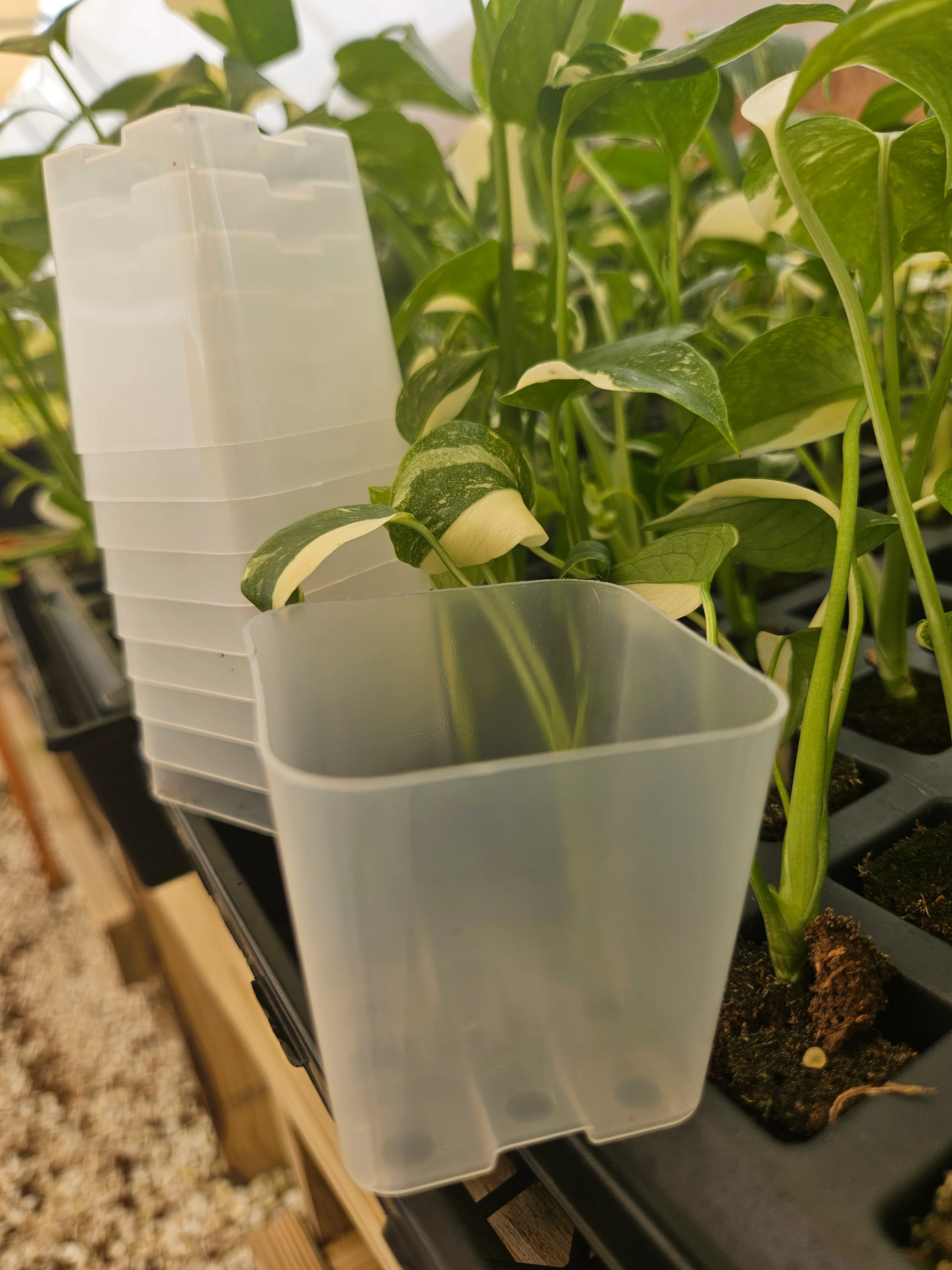 2 Inch Square Clear Pots- 10 pots - Image 5