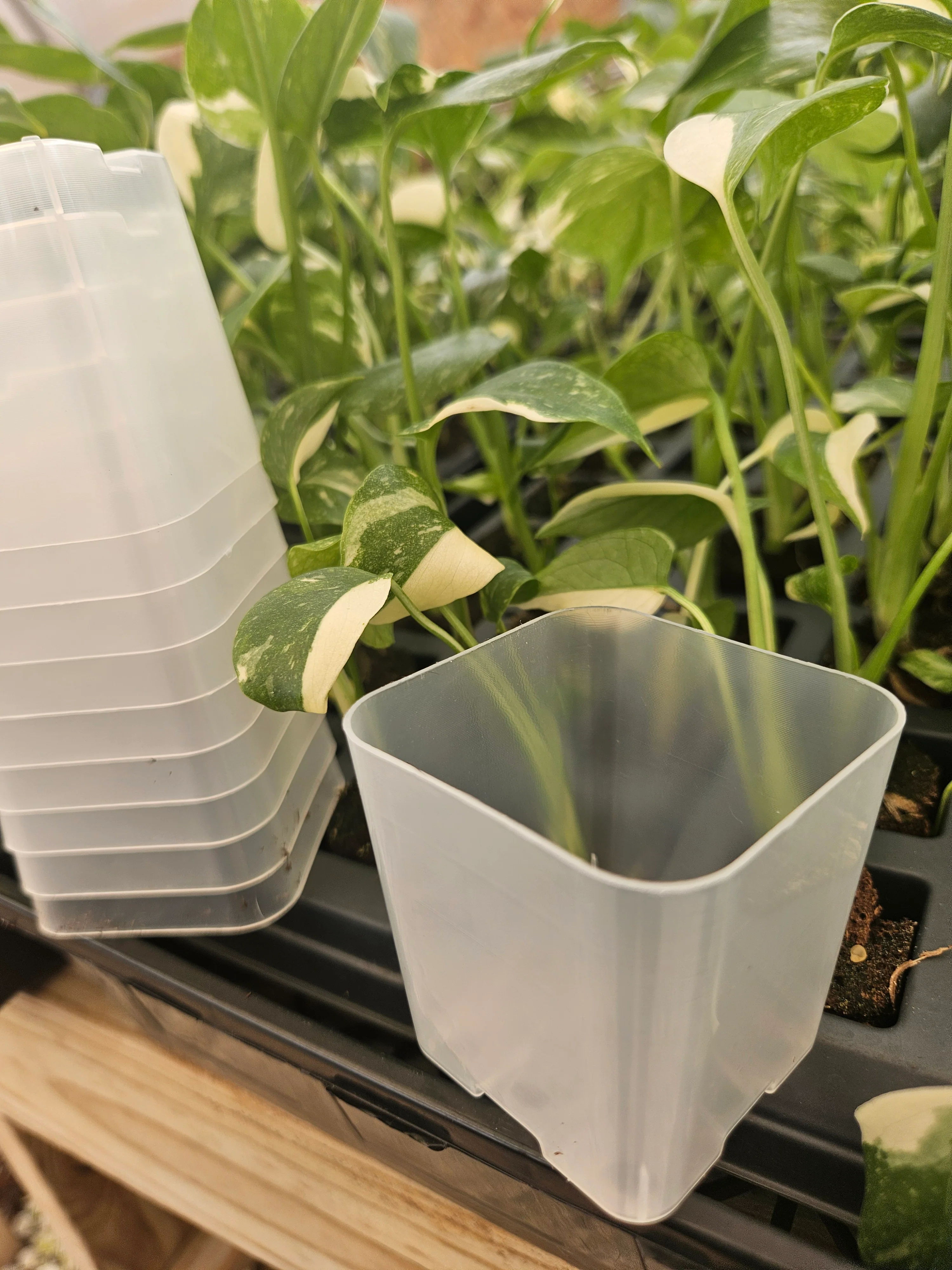 2 Inch Square Clear Pots- 10 pots - Image 6