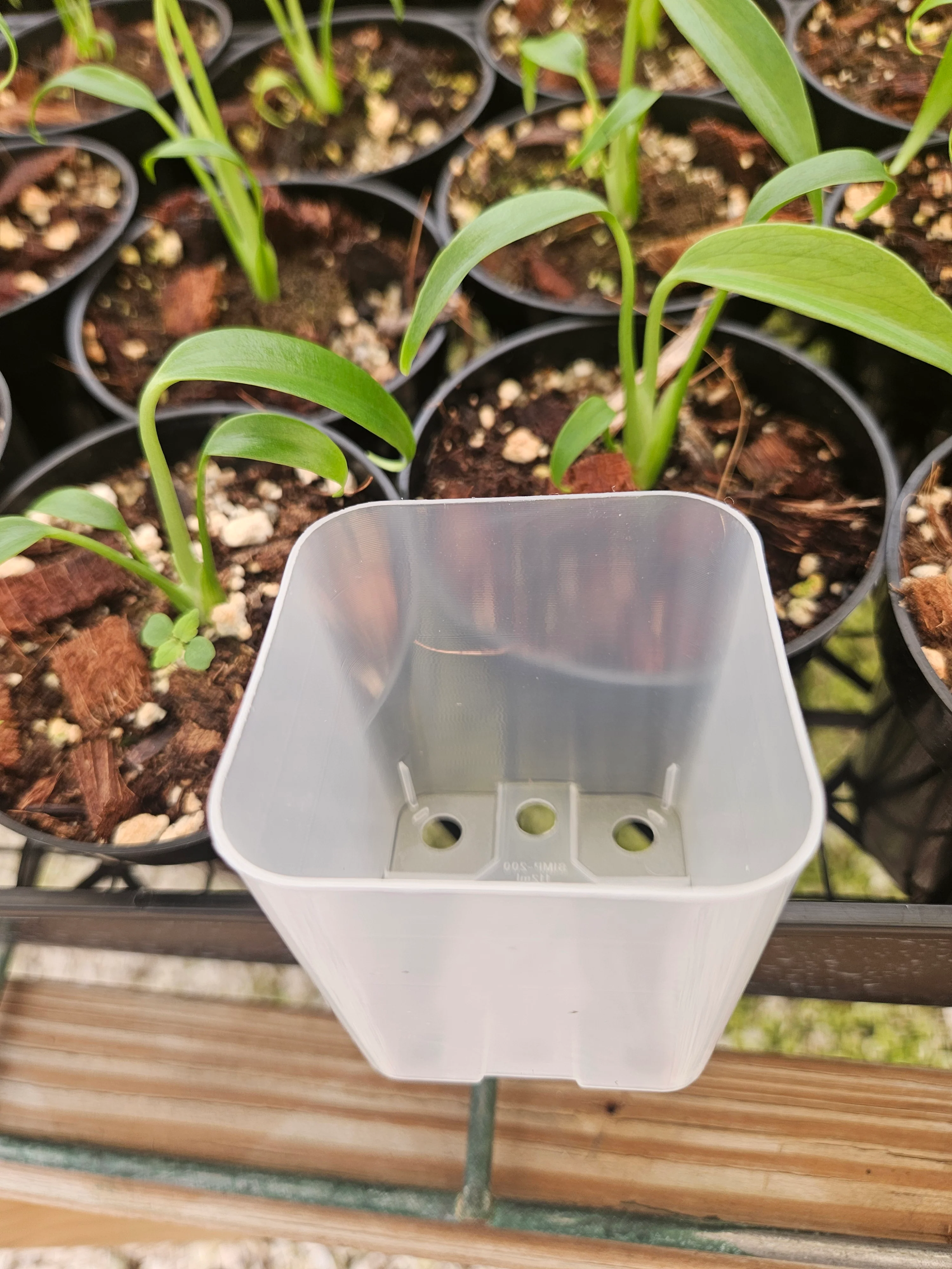 2 Inch Square Clear Pots- 10 pots - Image 8