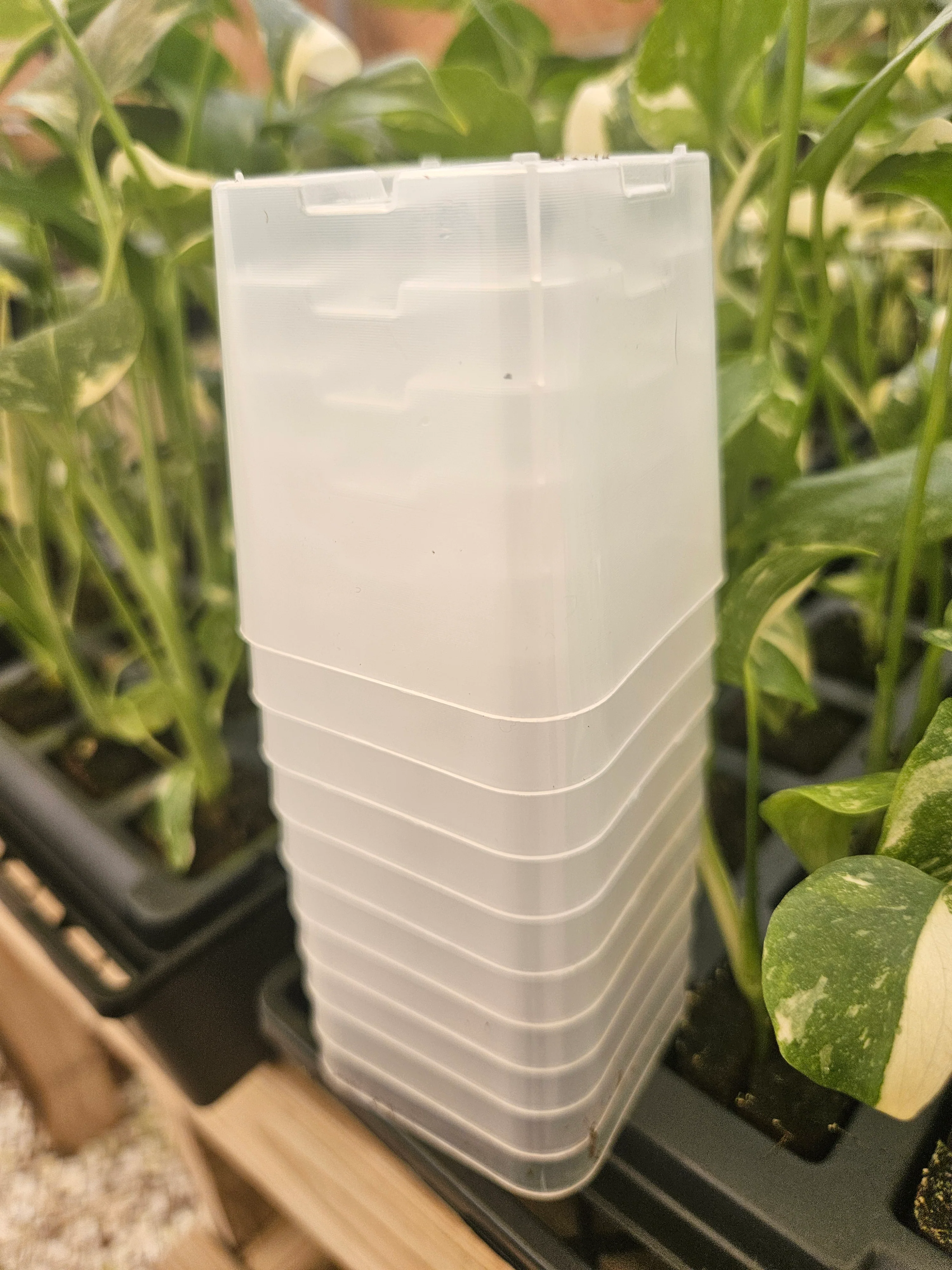 2 Inch Square Clear Pots- 10 pots - Image 9