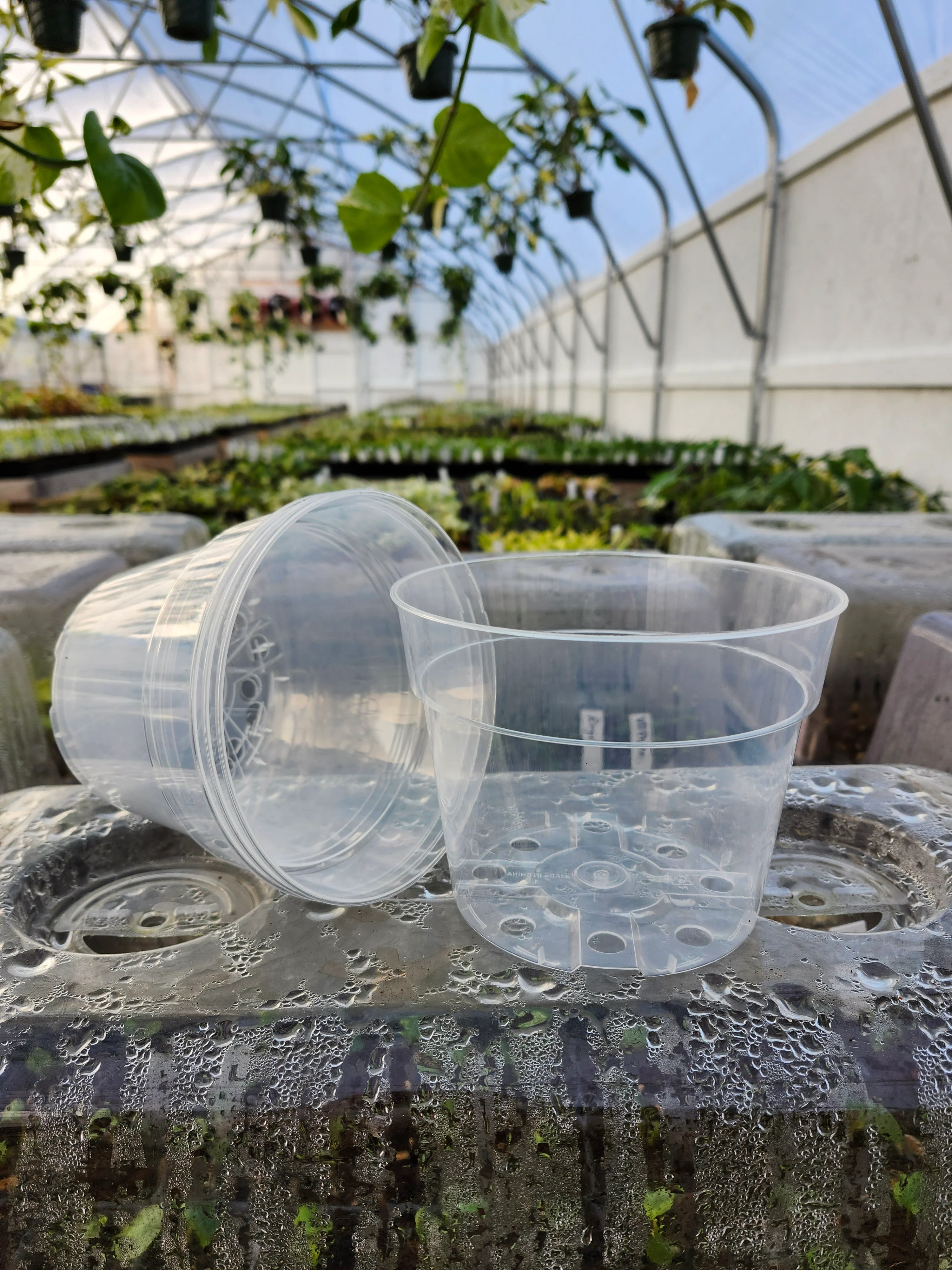 6 Inch Clear Nursery Pots- 10 pots