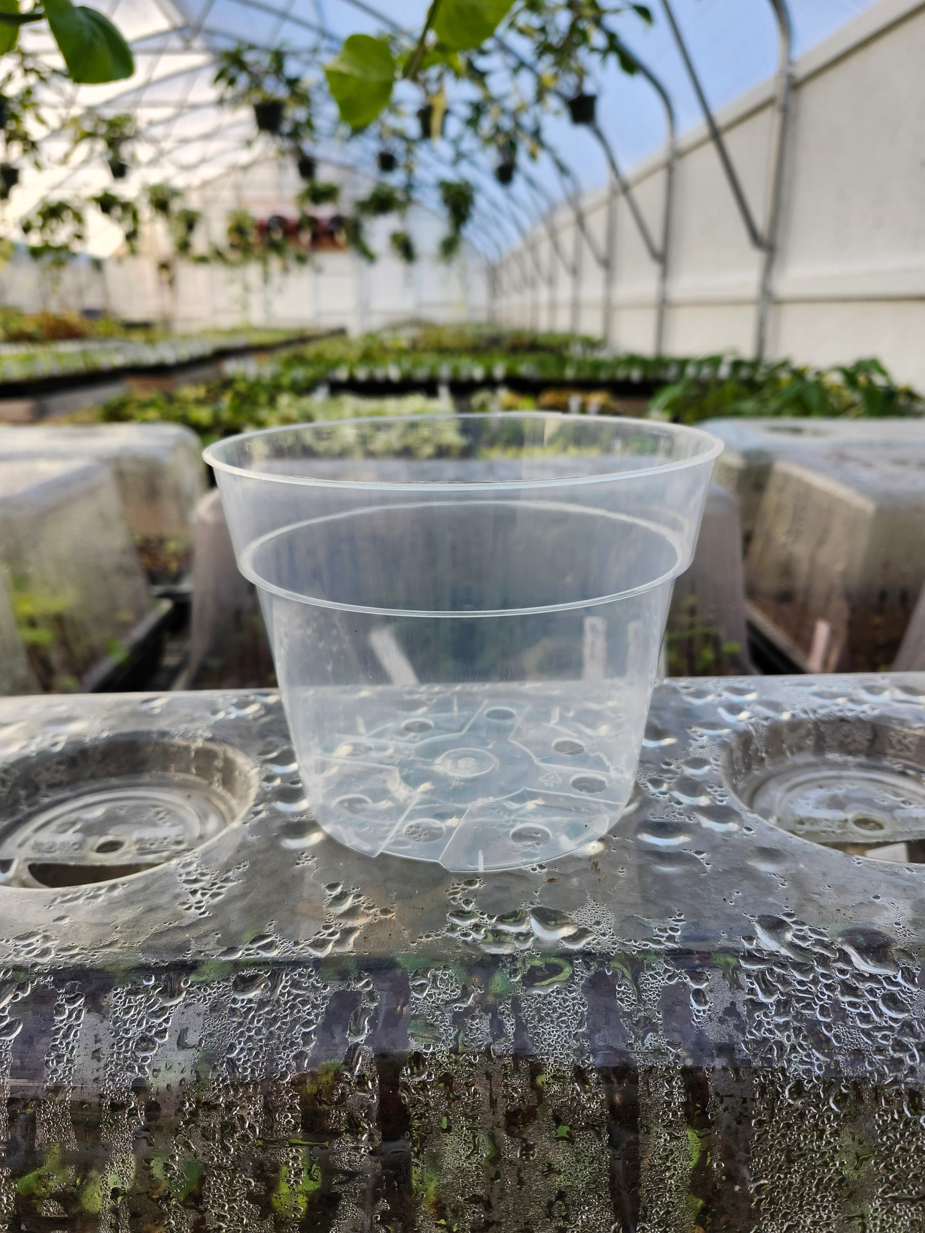 6 Inch Clear Nursery Pots- 10 pots - Image 3