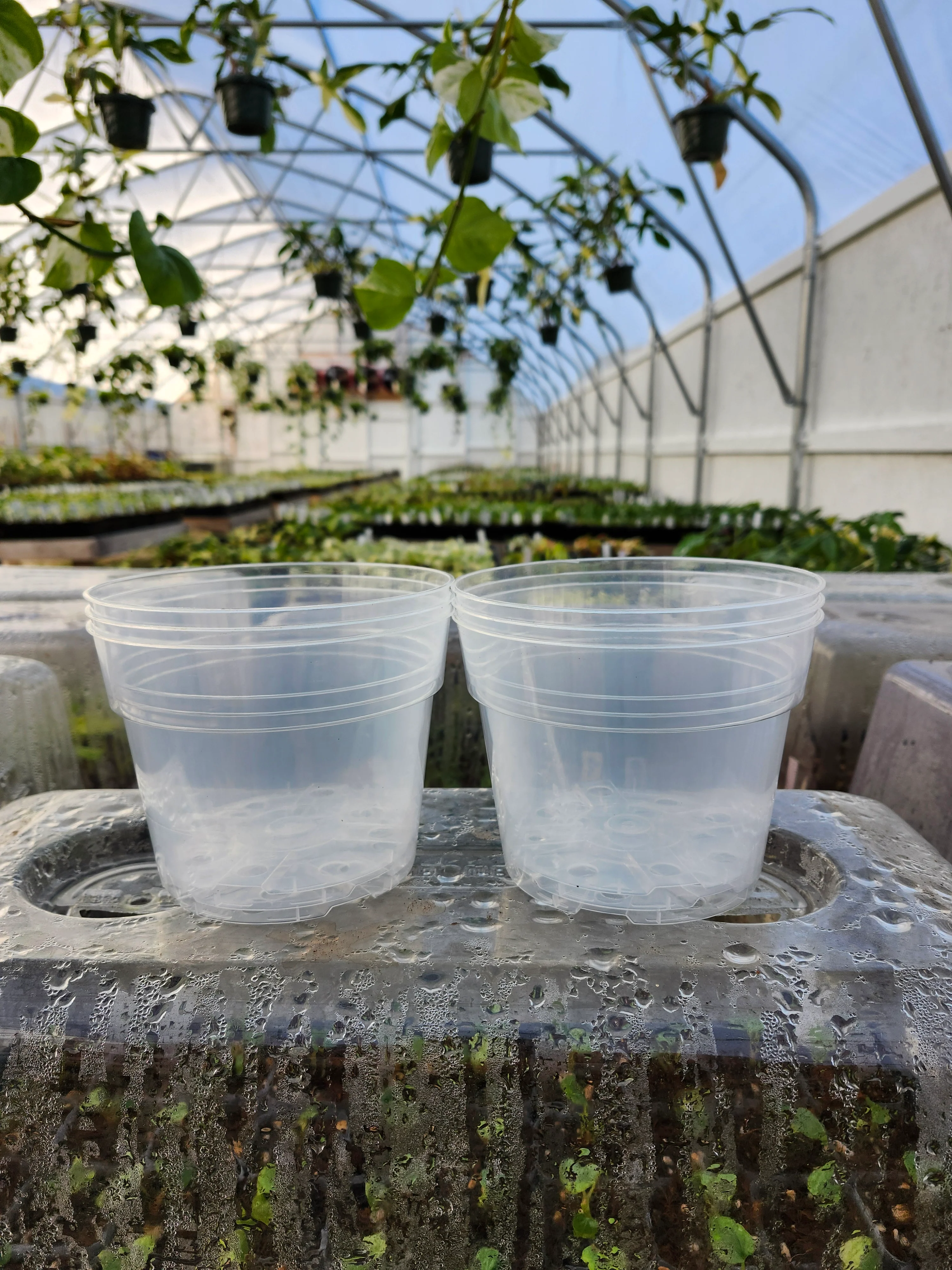 6 Inch Clear Nursery Pots- 10 pots - Image 4