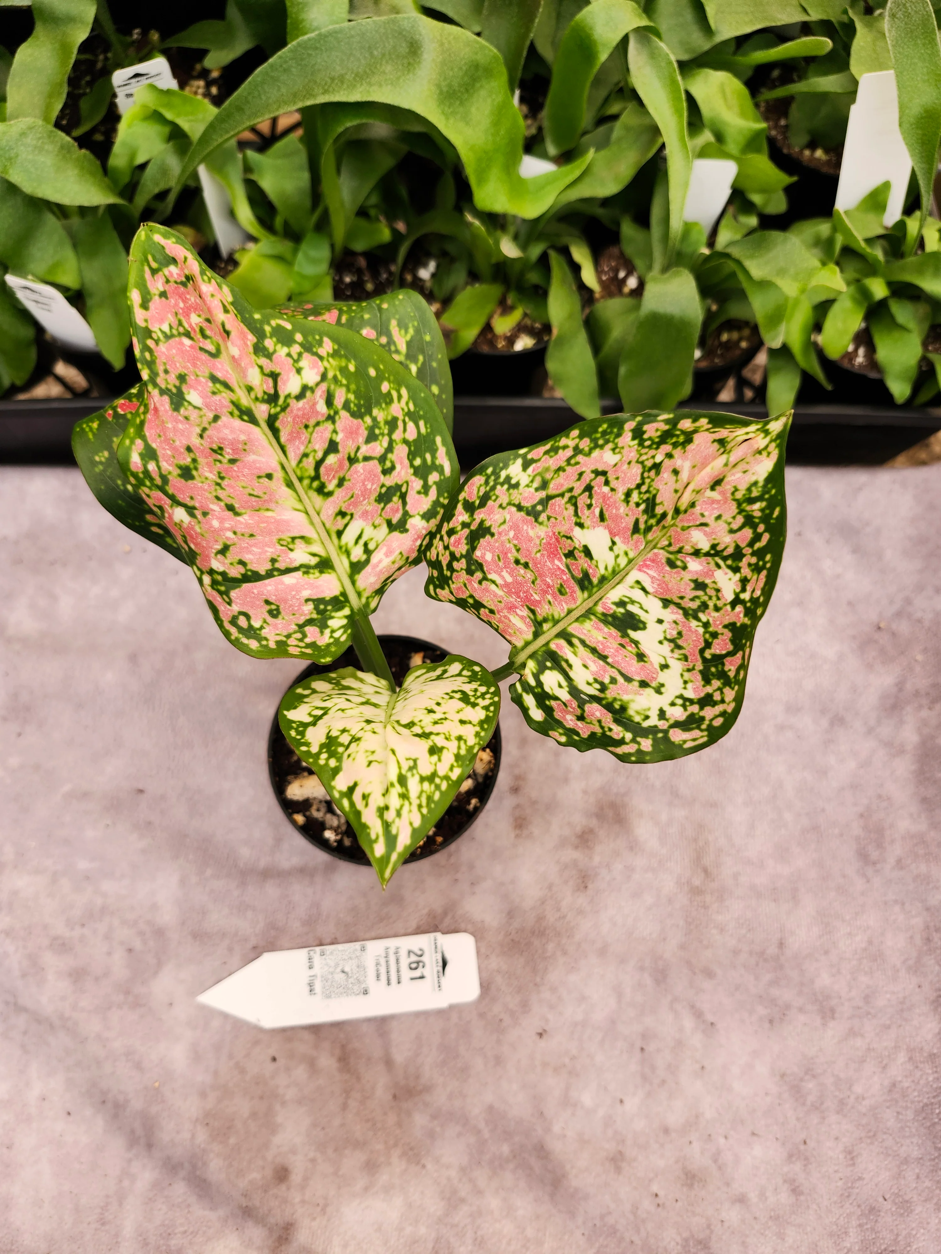 Aglaonema Anyamanee TriColor - (3in) - 261