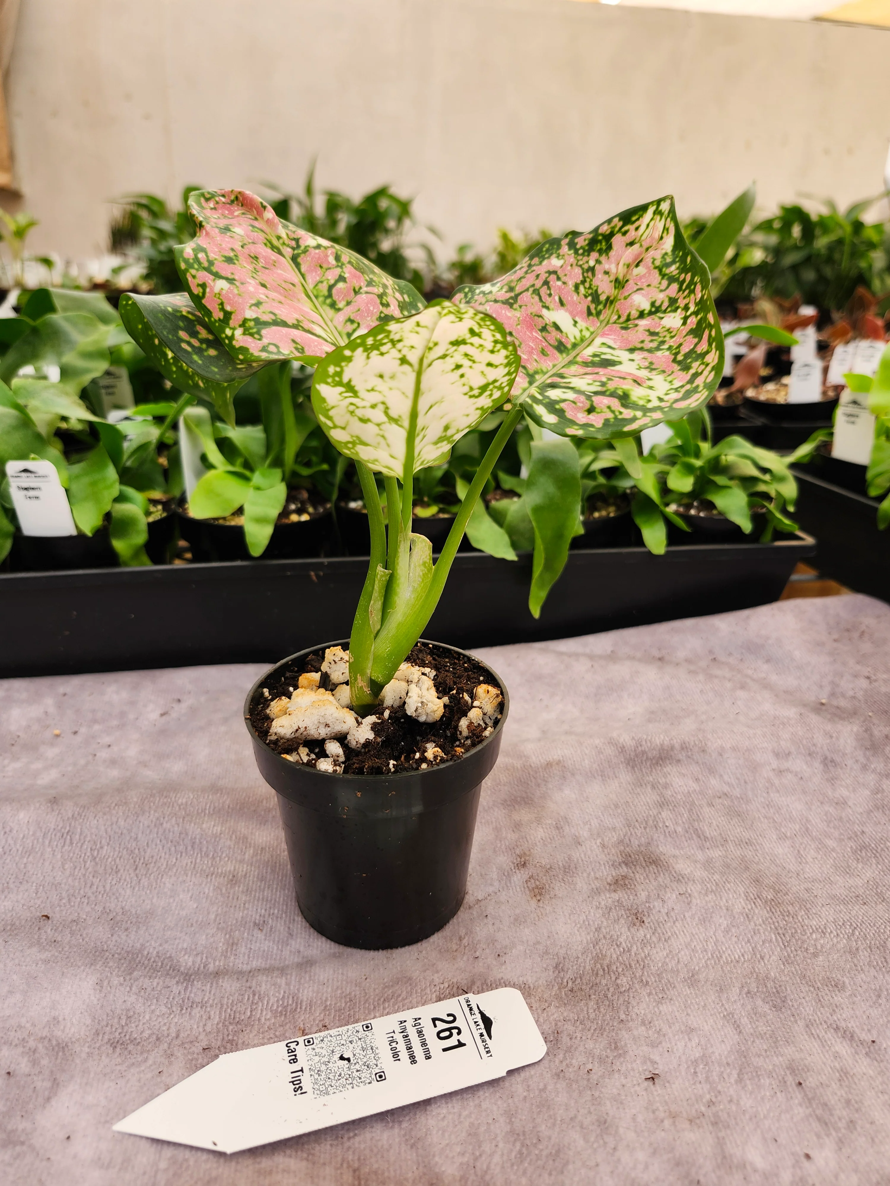 Aglaonema Anyamanee TriColor - (3in) - 261 - Image 2