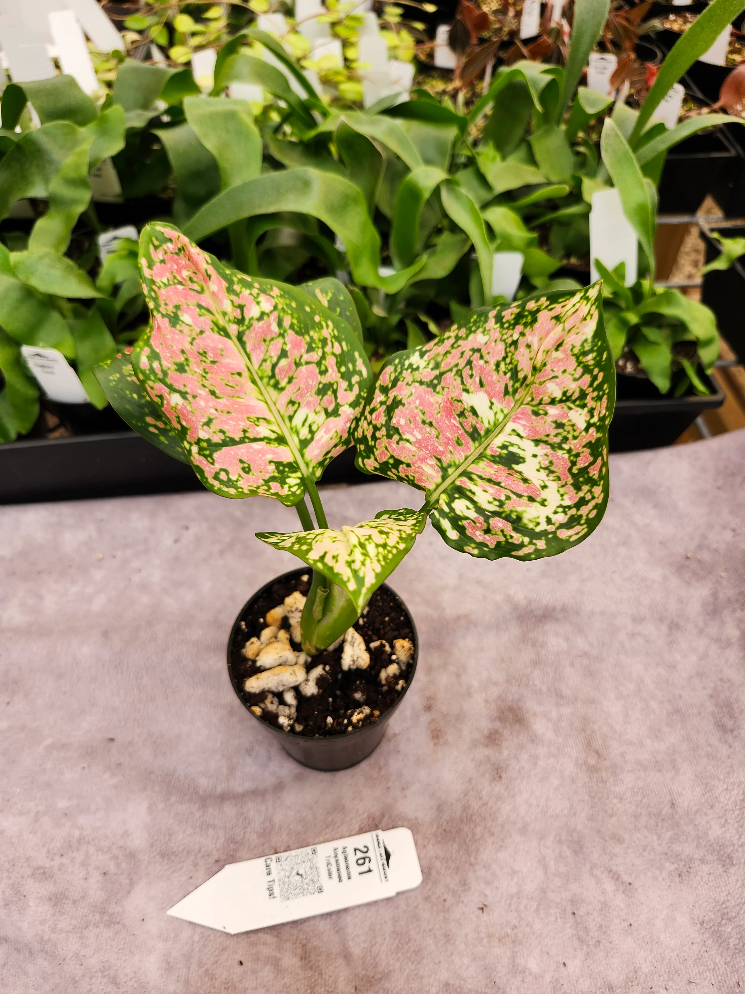Aglaonema Anyamanee TriColor - (3in) - 261 - Image 3