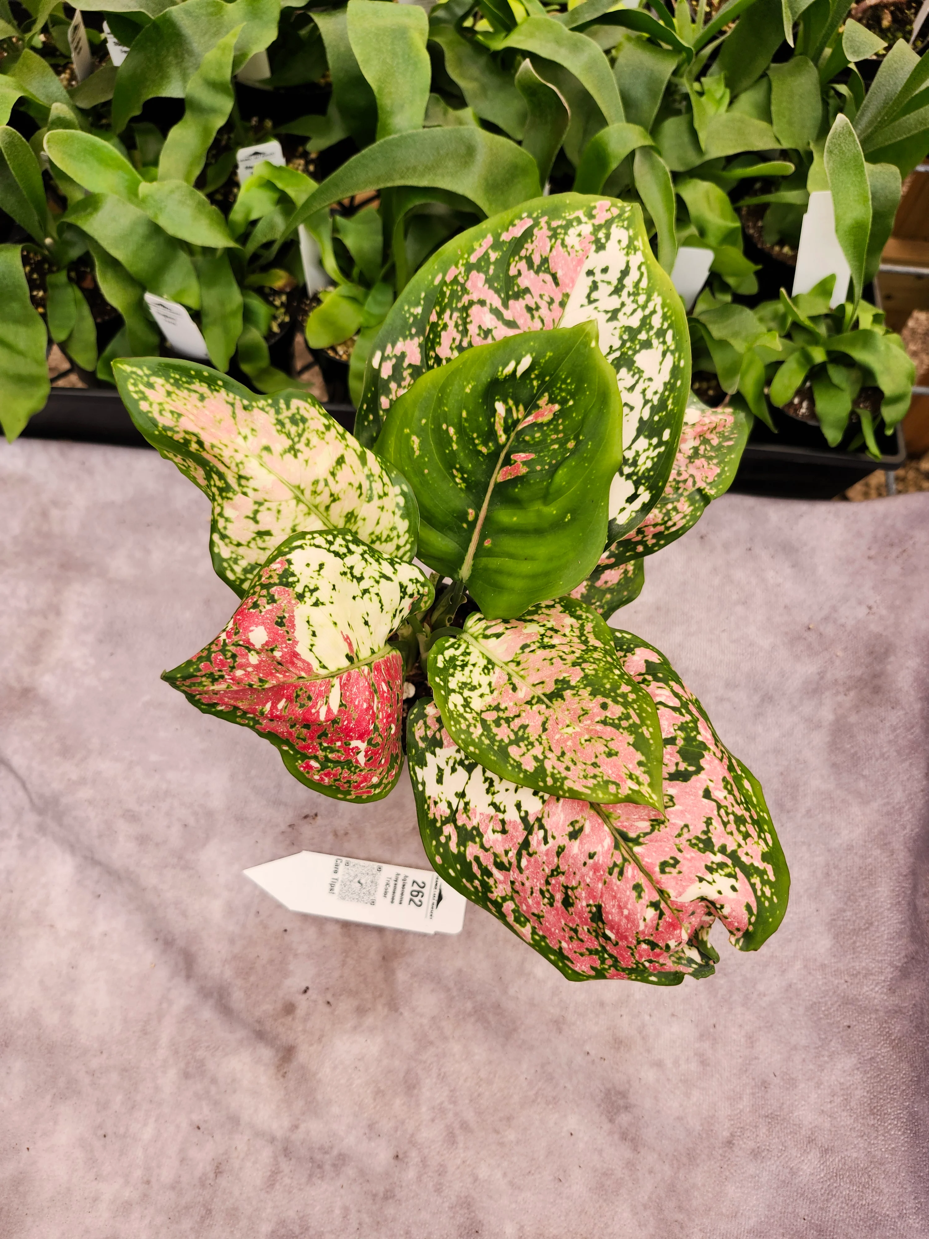 Aglaonema Anyamanee TriColor - (3in) - 262