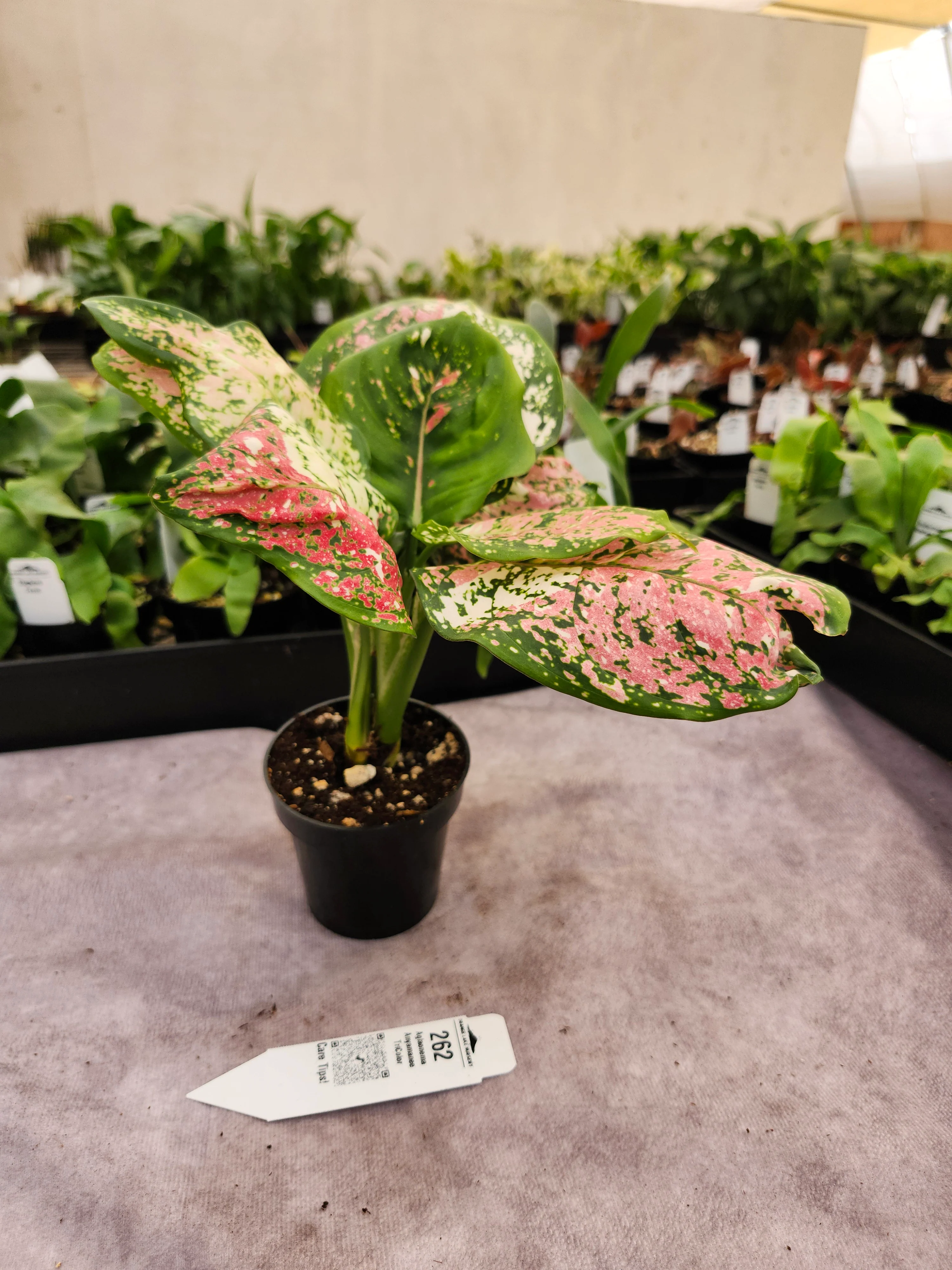 Aglaonema Anyamanee TriColor - (3in) - 262 - Image 2