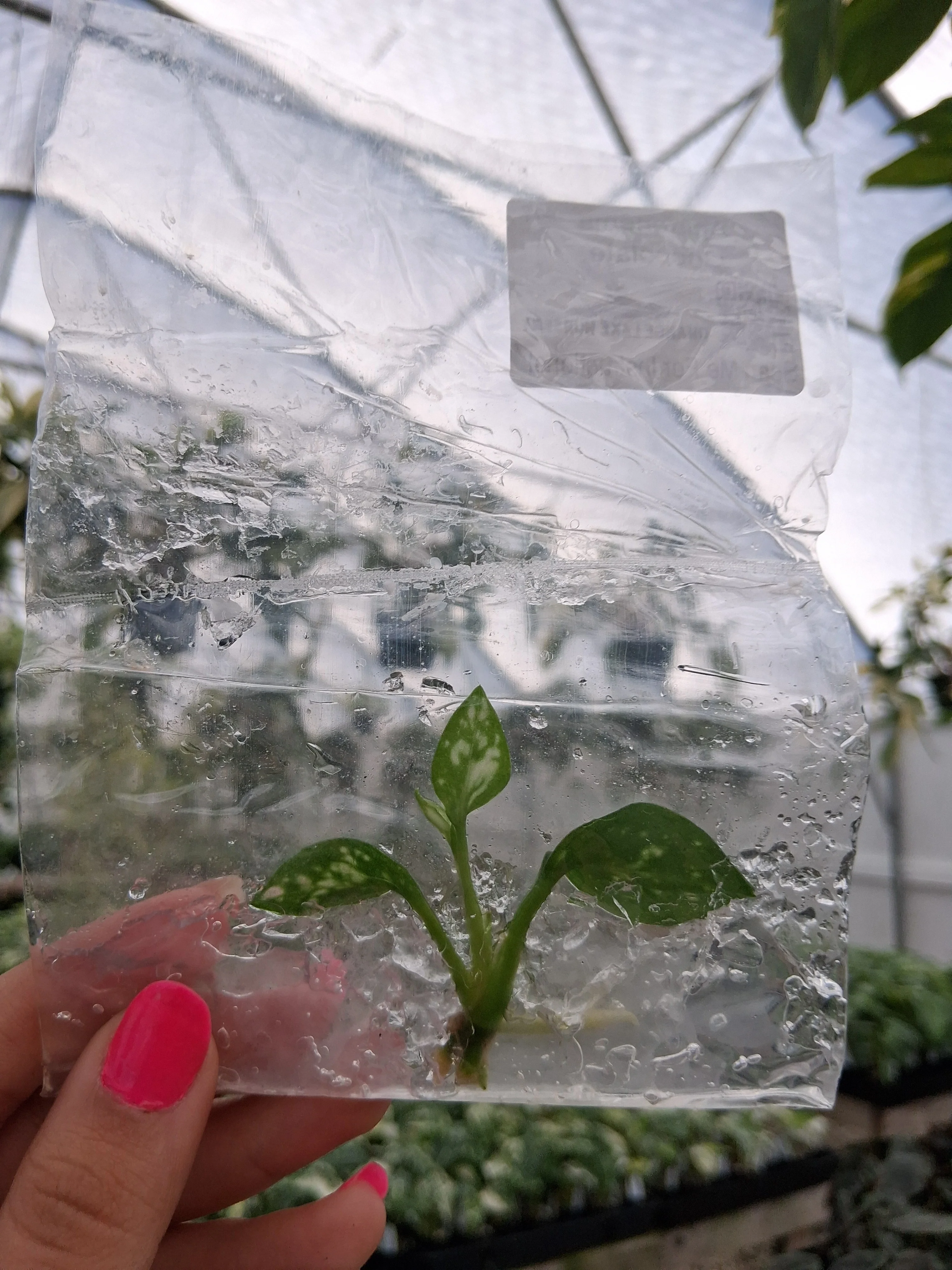 Aglaonema Chocolate Tissue Culture - Image 3