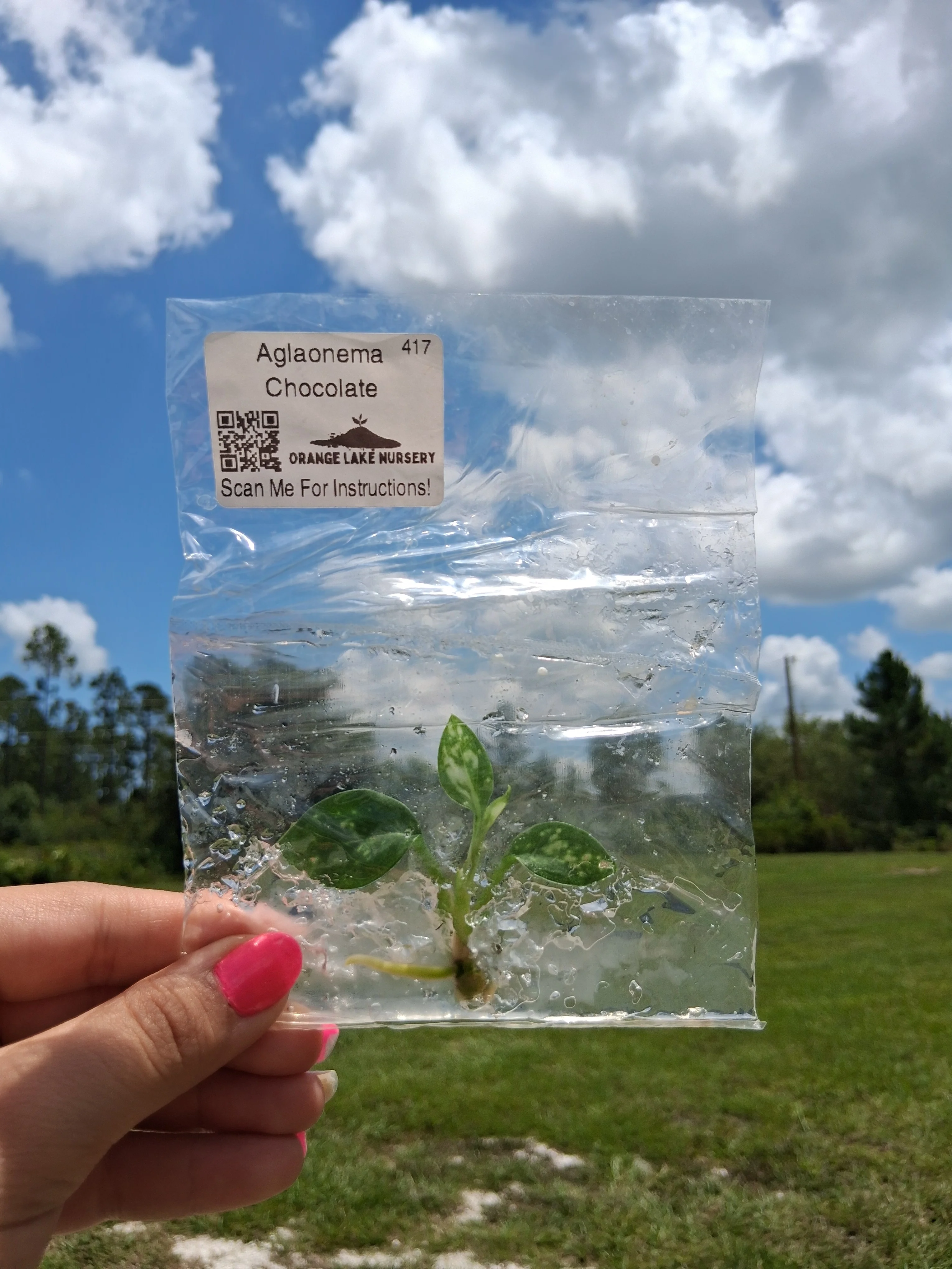 Aglaonema Chocolate Tissue Culture - Image 4