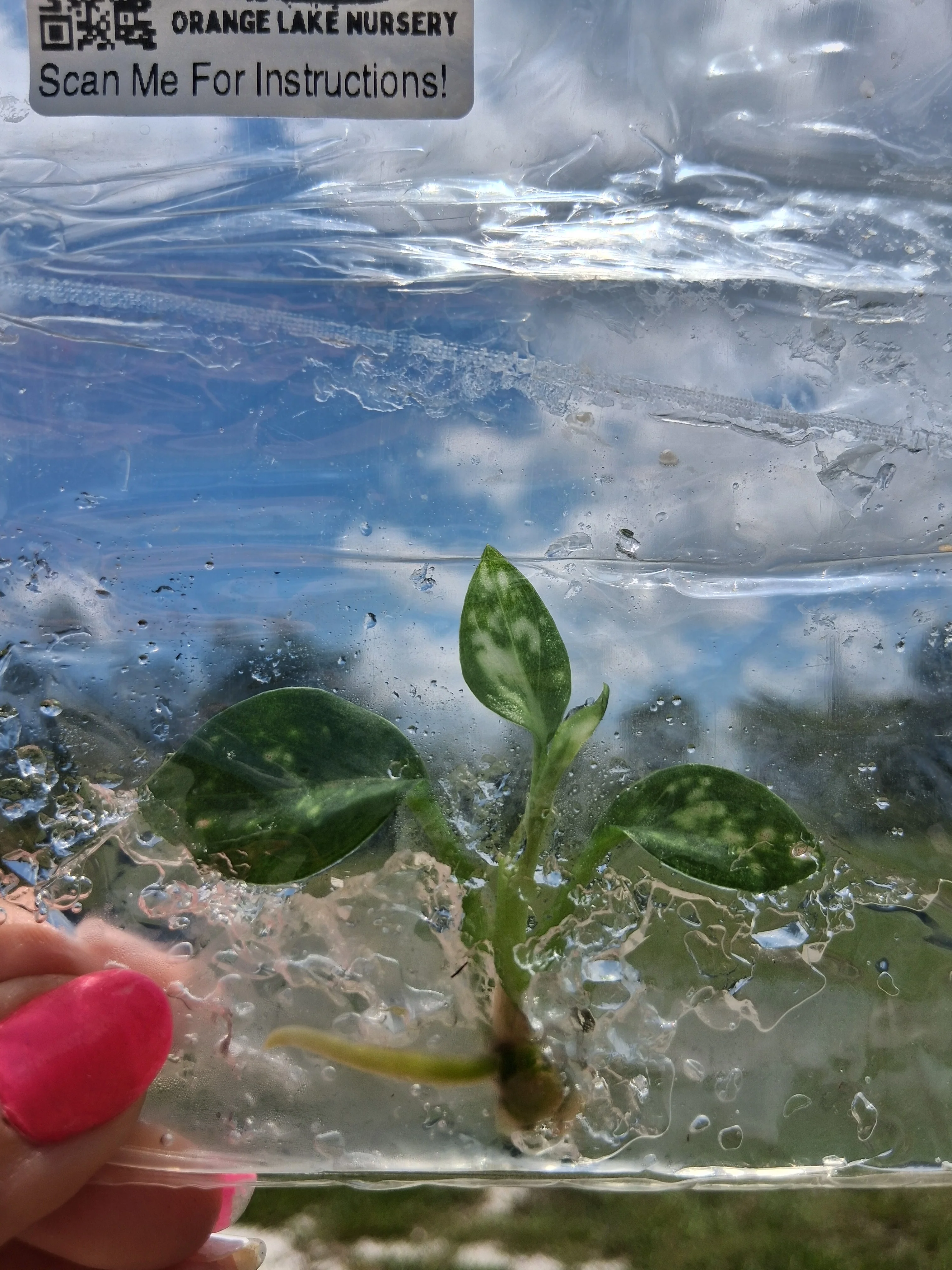 Aglaonema Chocolate Tissue Culture - Image 5
