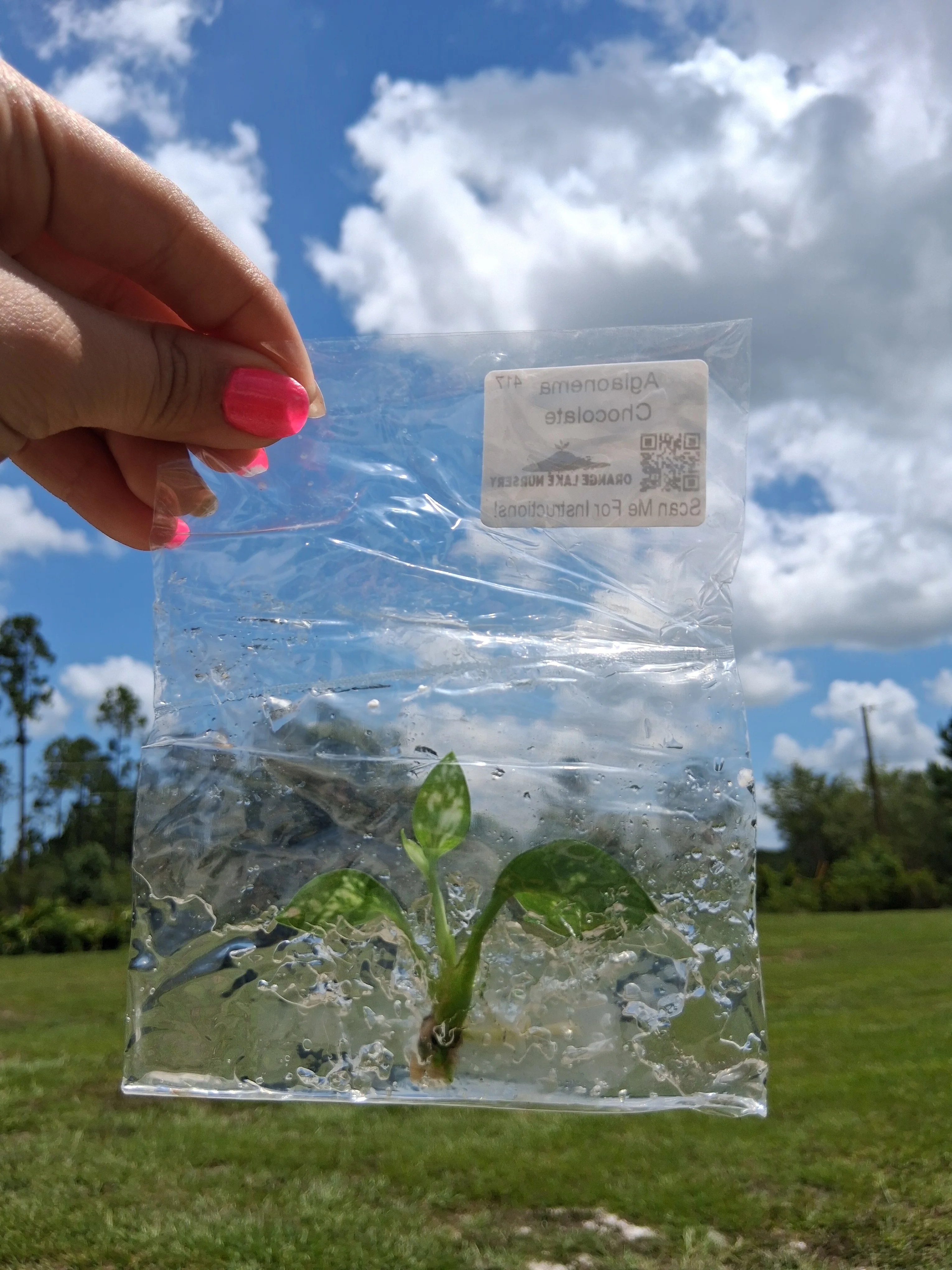 Aglaonema Chocolate Tissue Culture - Image 6