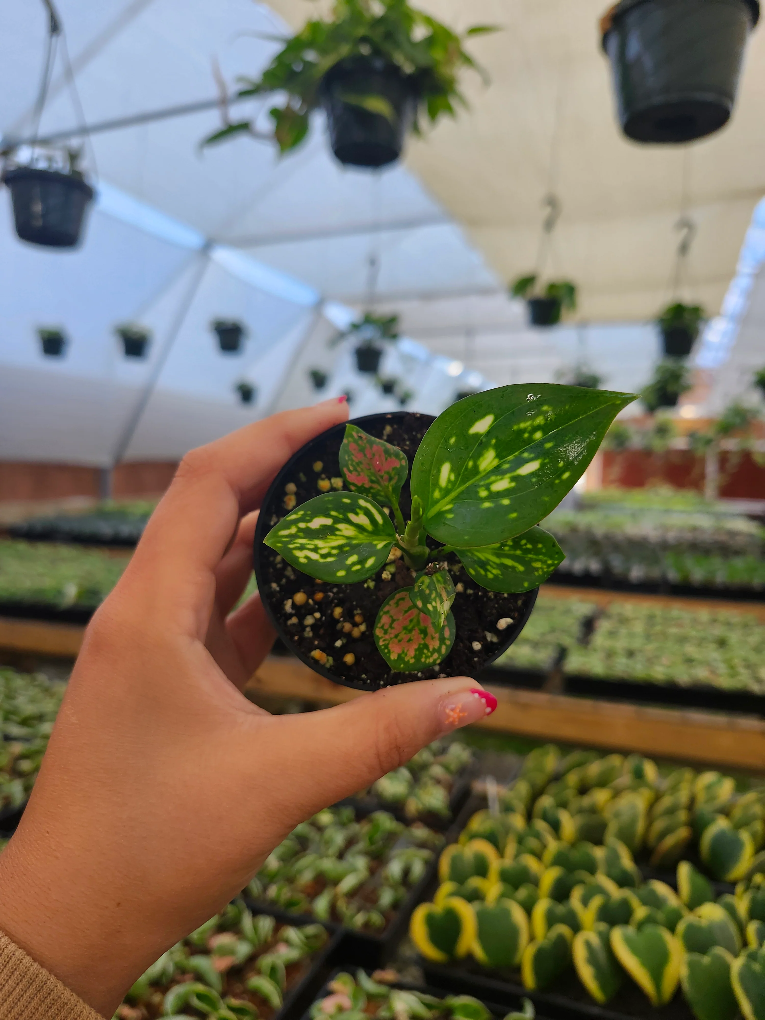 Aglaonema Lady Valentine