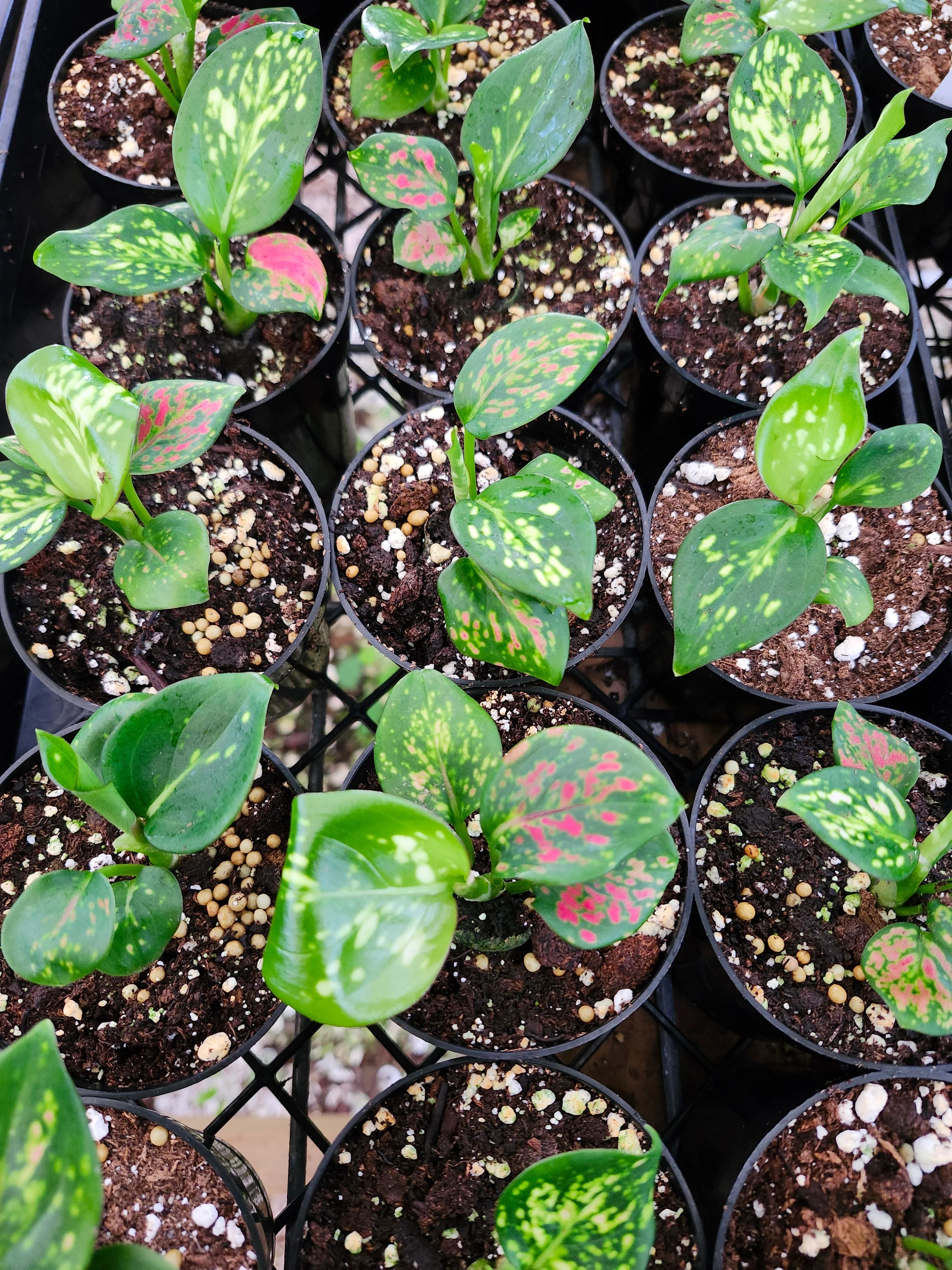 Aglaonema Lady Valentine - Image 3