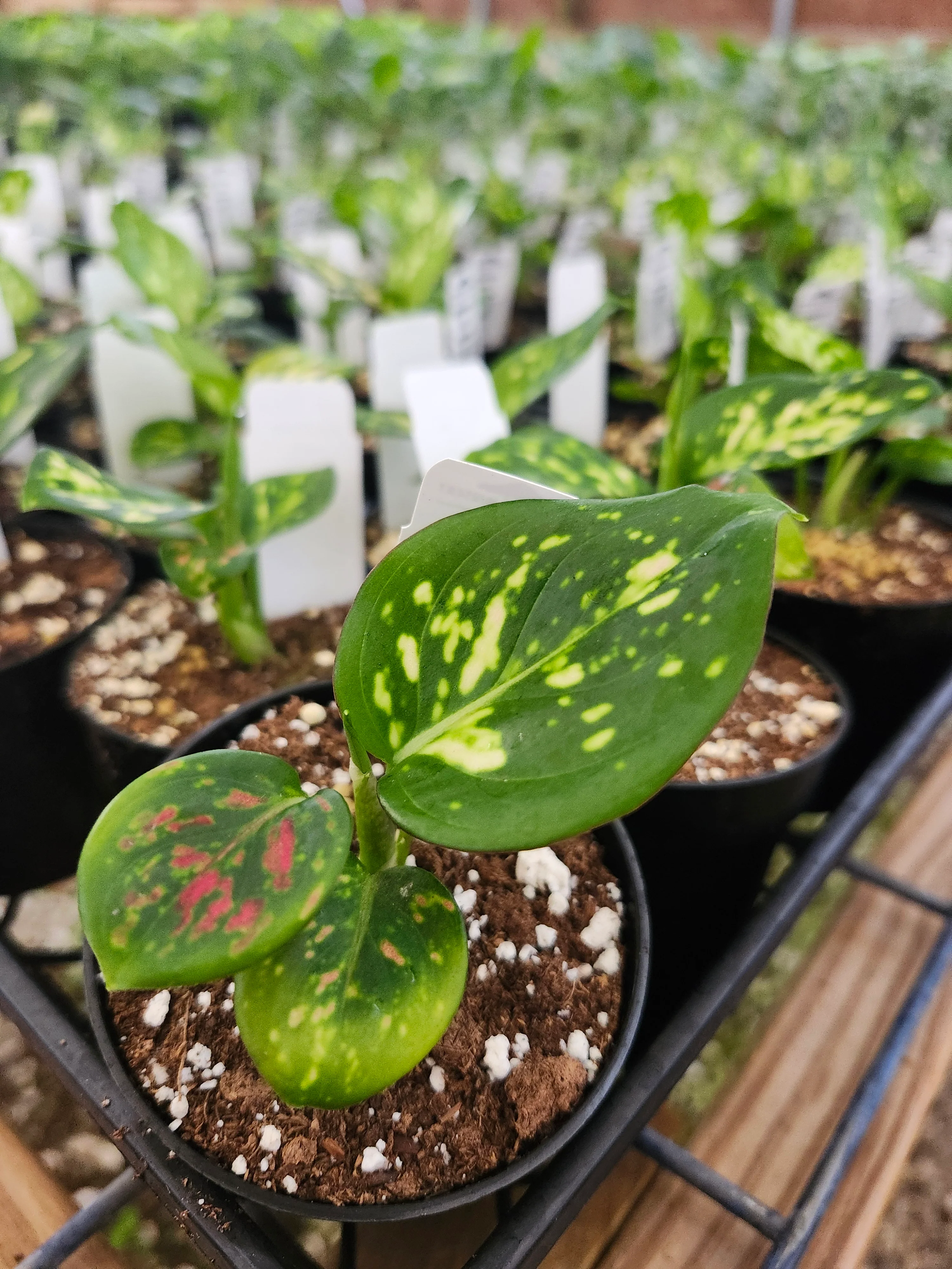 Aglaonema Lady Valentine - Image 4