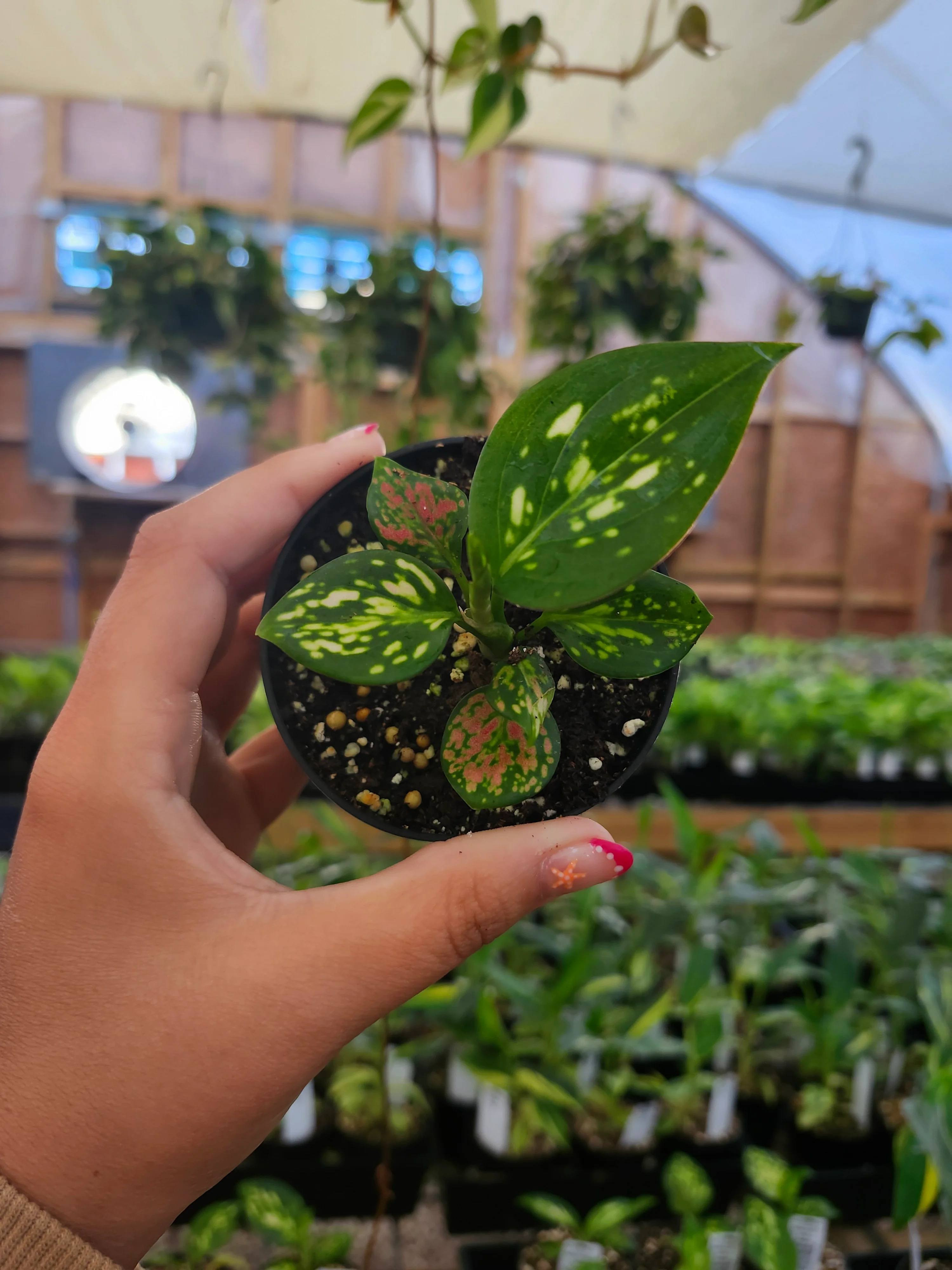 Aglaonema Lady Valentine - Image 5