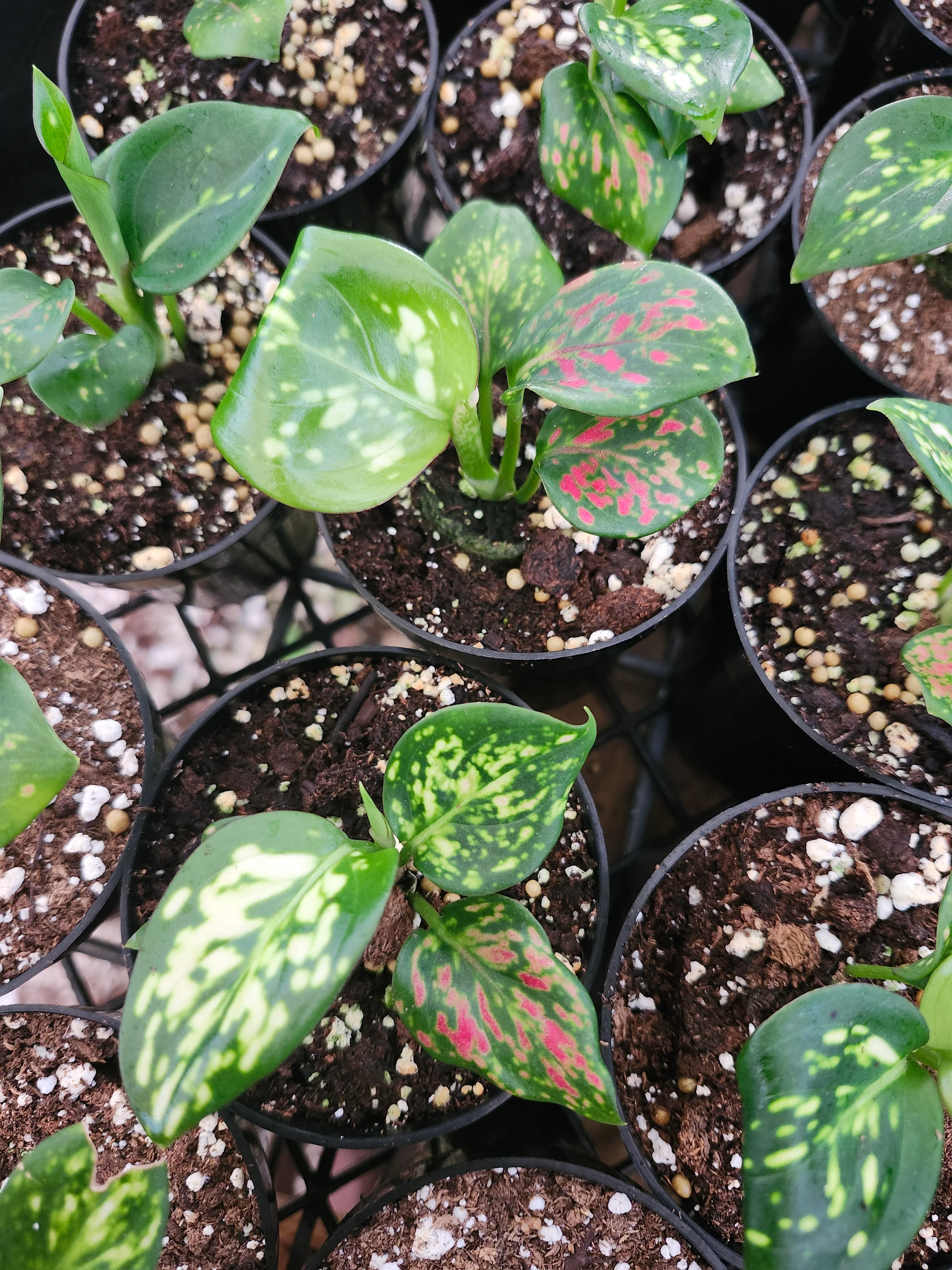 Aglaonema Lady Valentine - Image 6