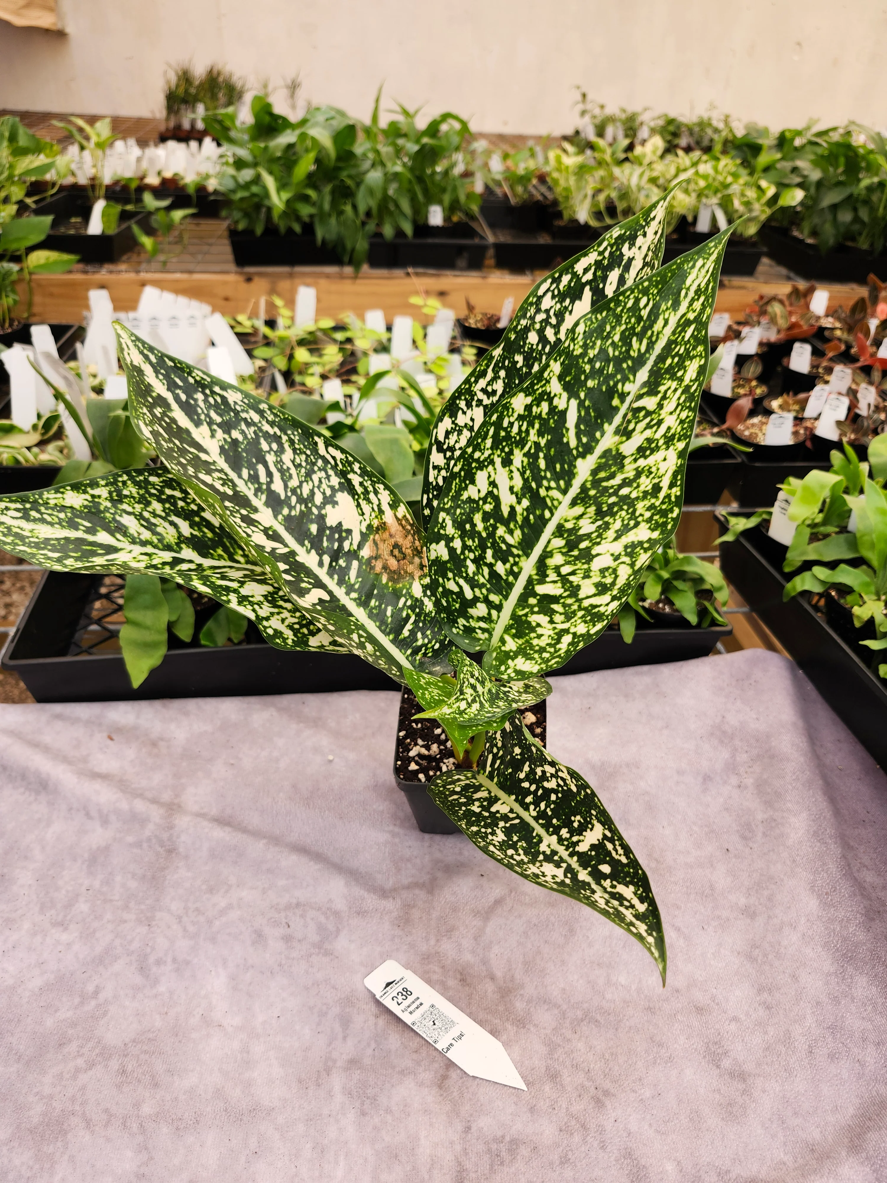 Aglaonema Moradak - (4in) - 238 - Image 3