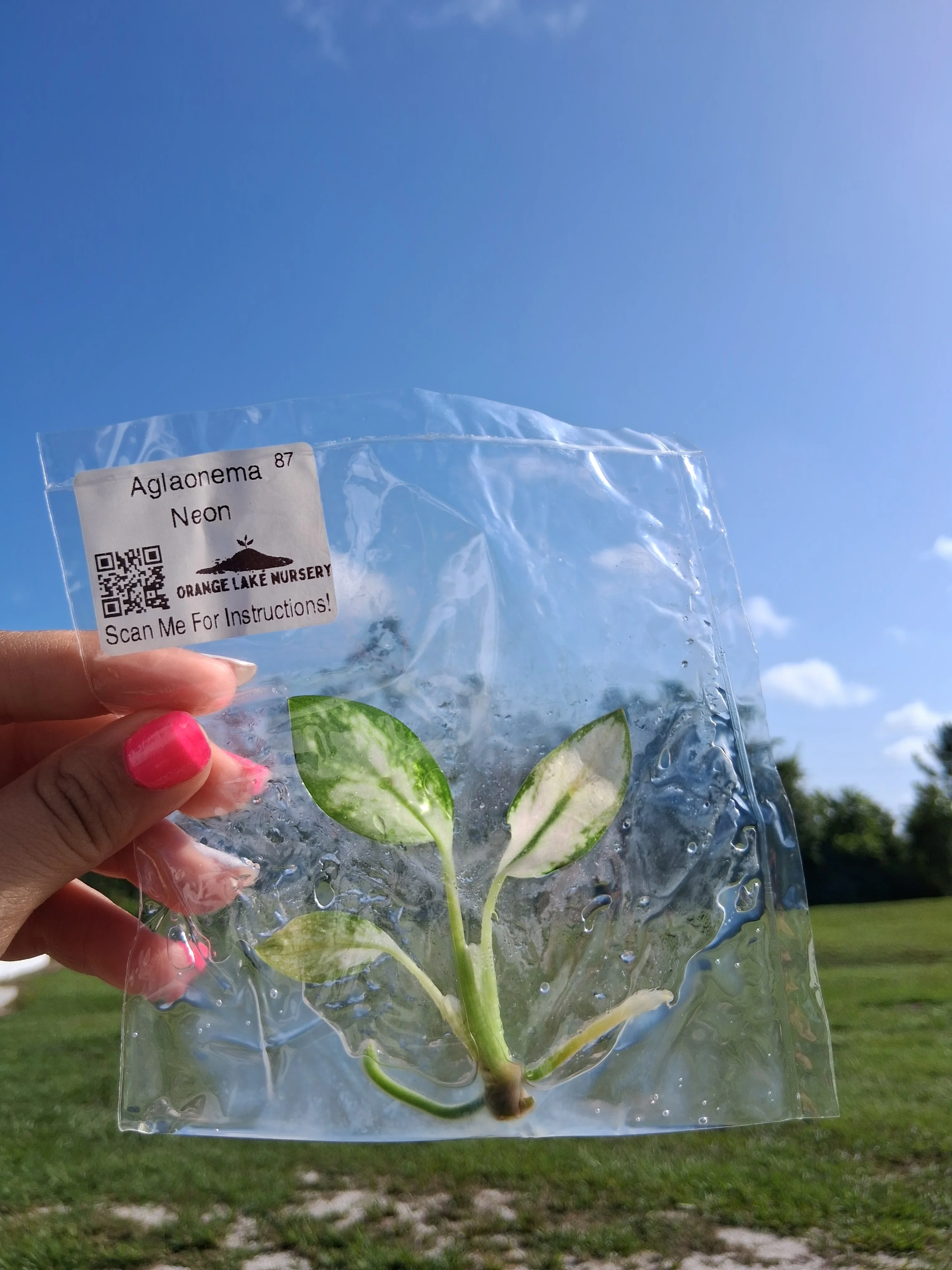 Aglaonema Neon Tissue Culture - Image 4
