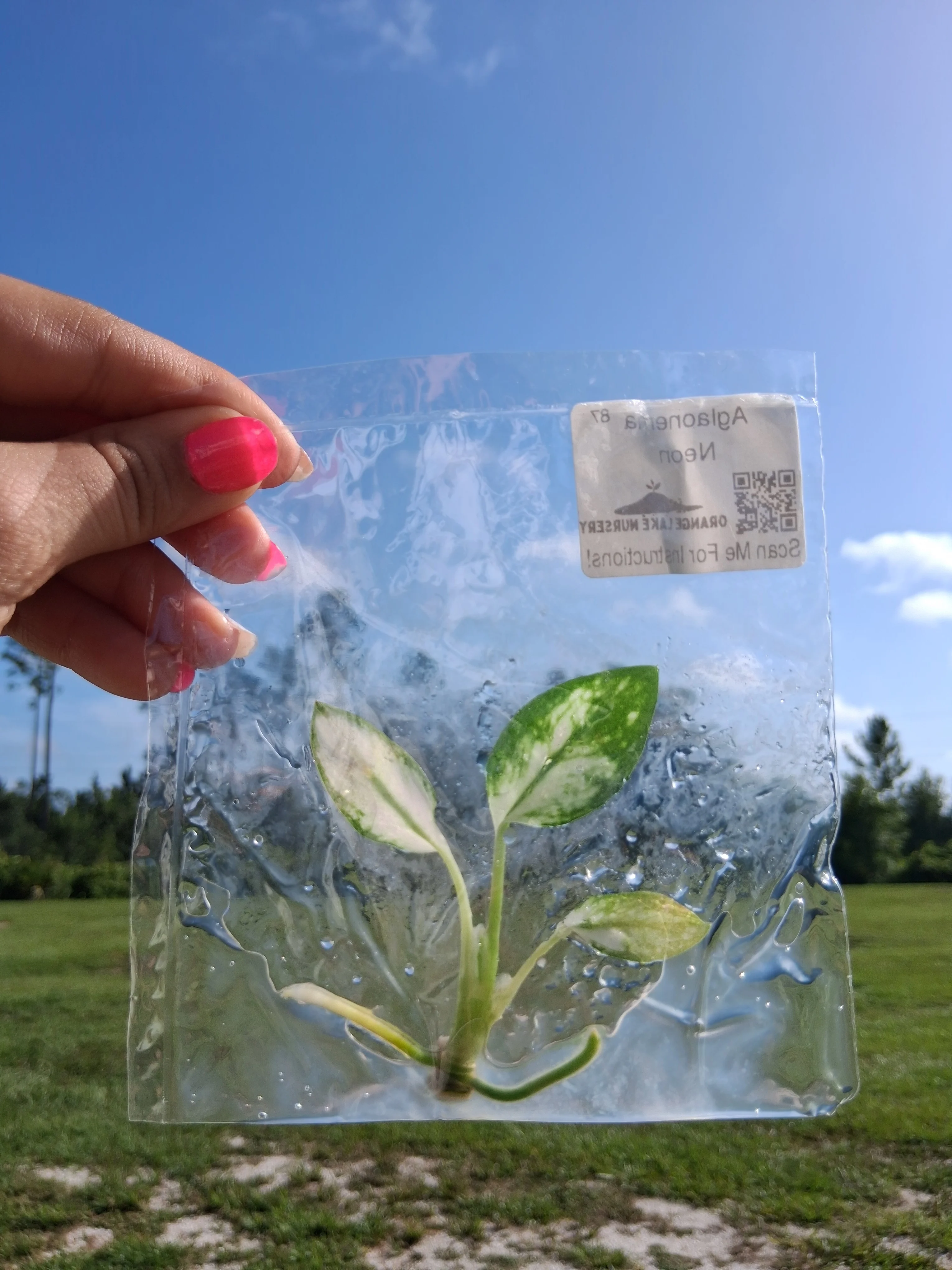 Aglaonema Neon Tissue Culture - Image 6