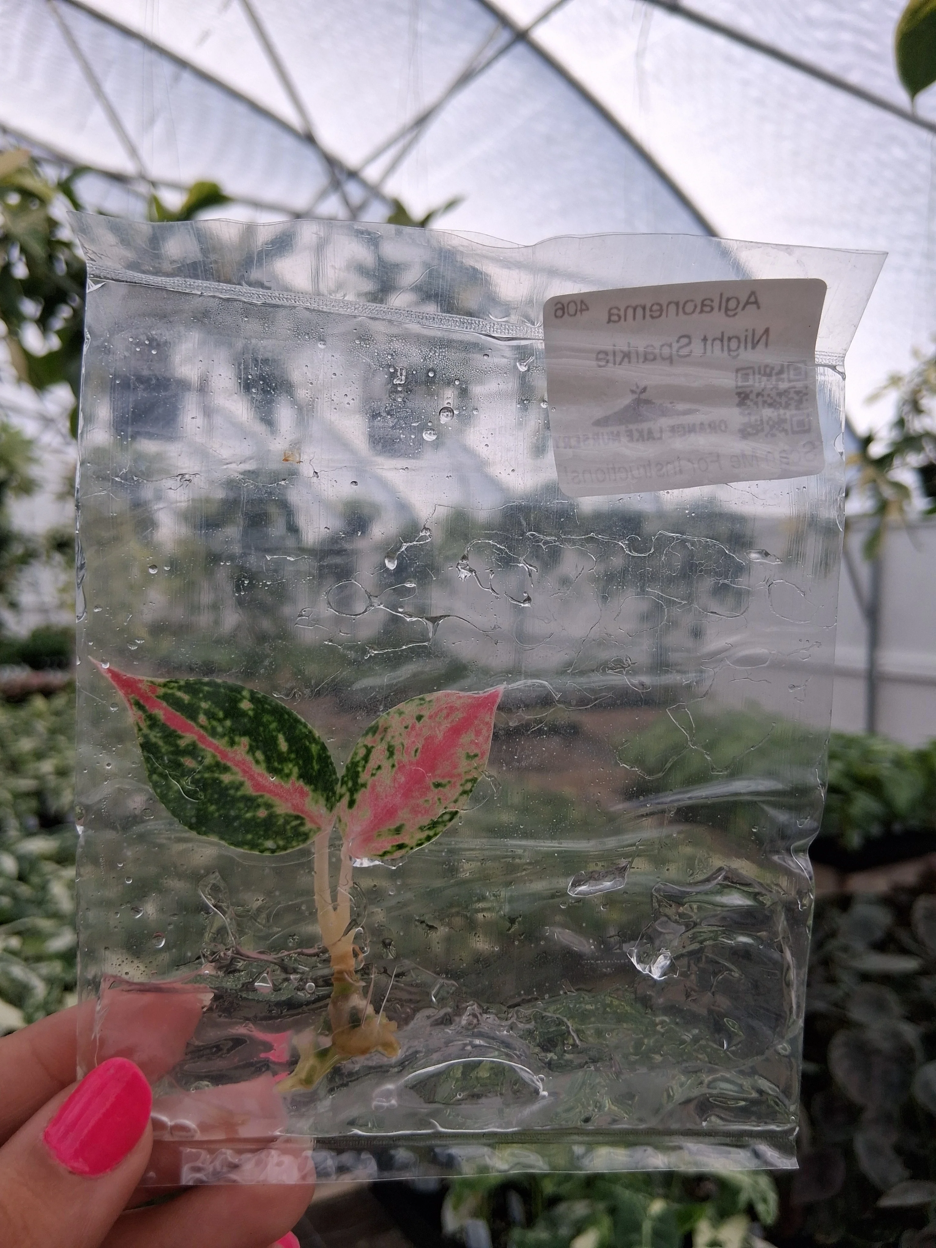 Aglaonema Night Sparkle Tissue Culture - Image 3