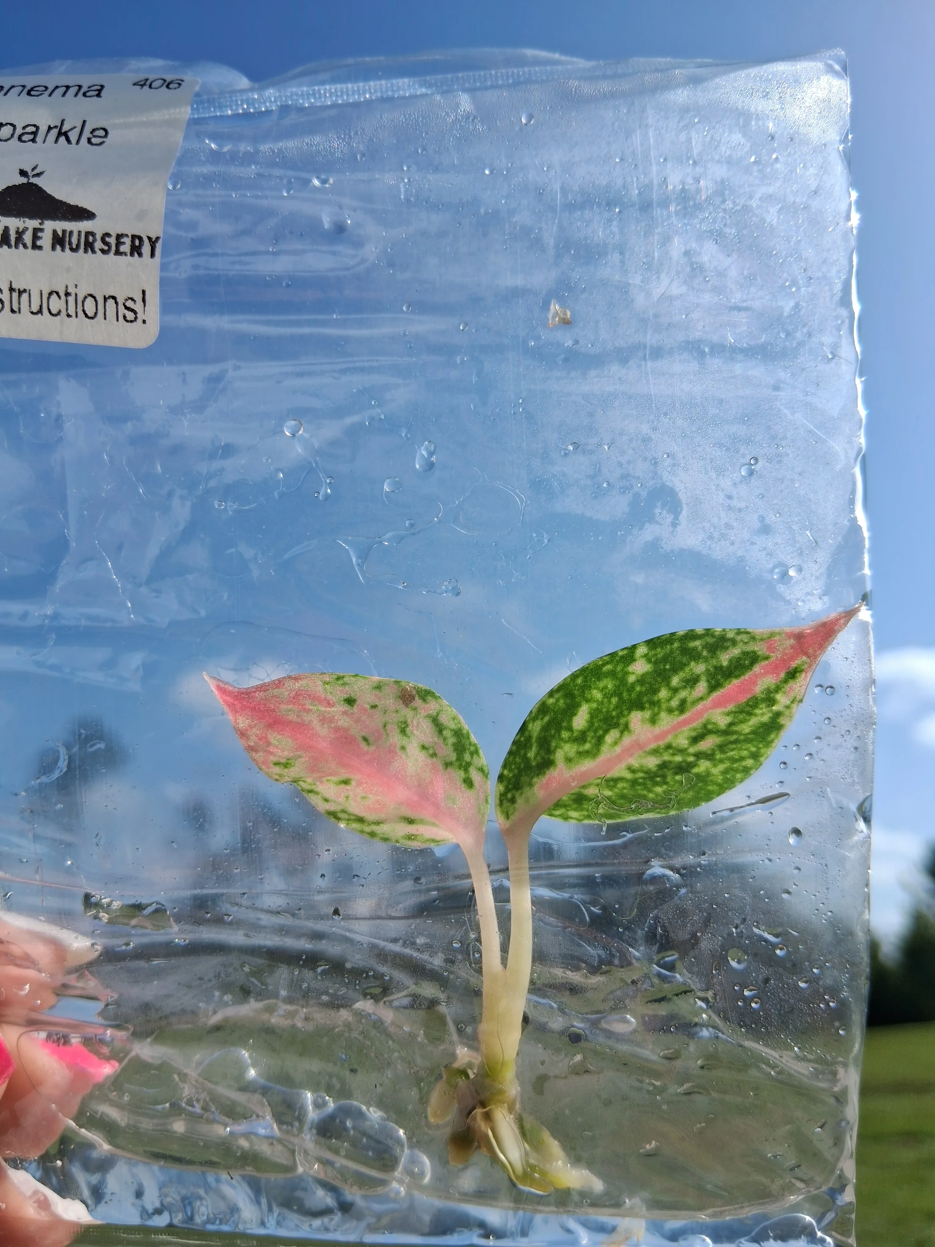 Aglaonema Night Sparkle Tissue Culture - Image 4