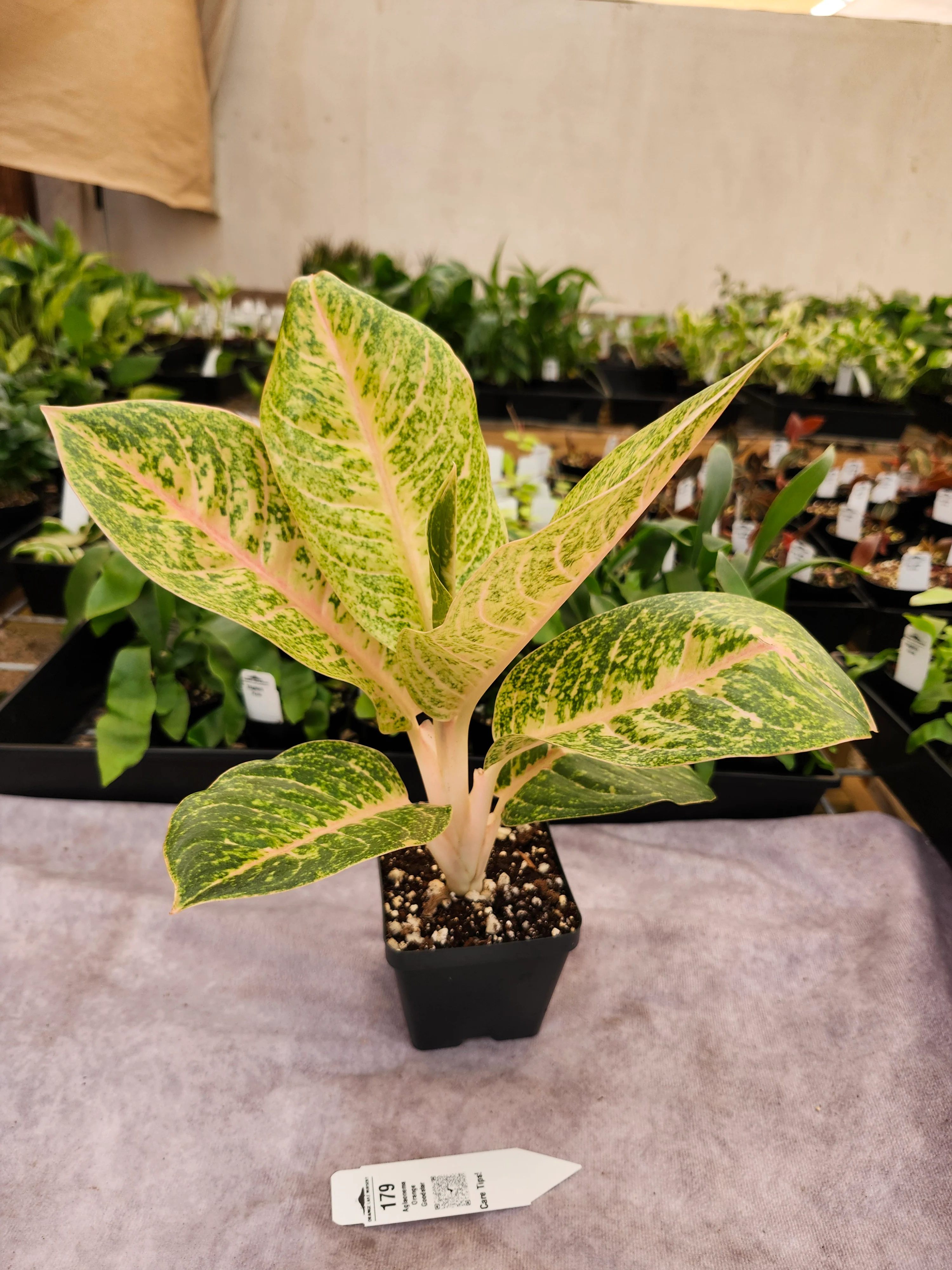 Aglaonema Orange Goodstar - (4in) - 179 - Image 3
