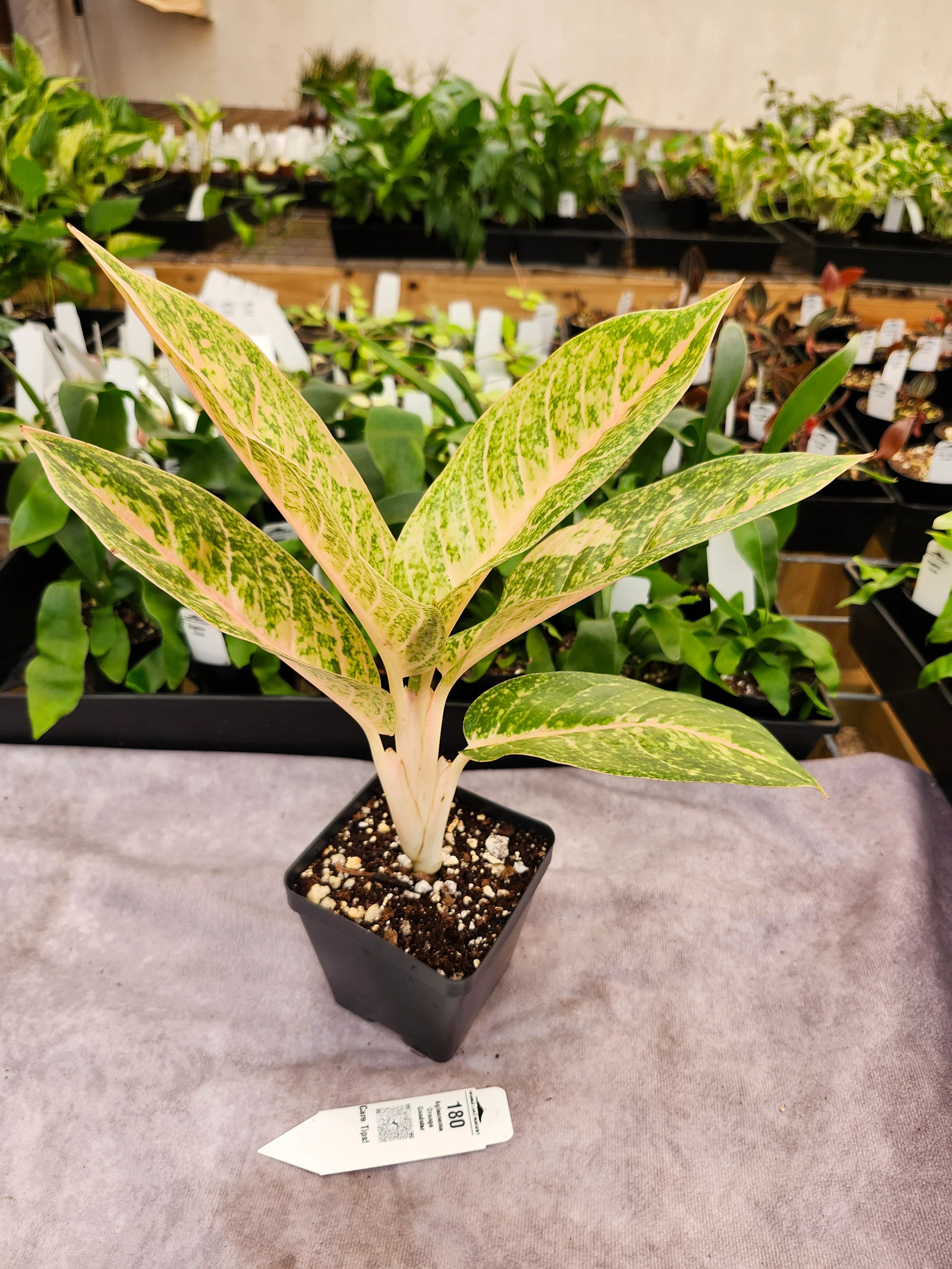 Aglaonema Orange Goodstar - (4in) - 180 - Image 3