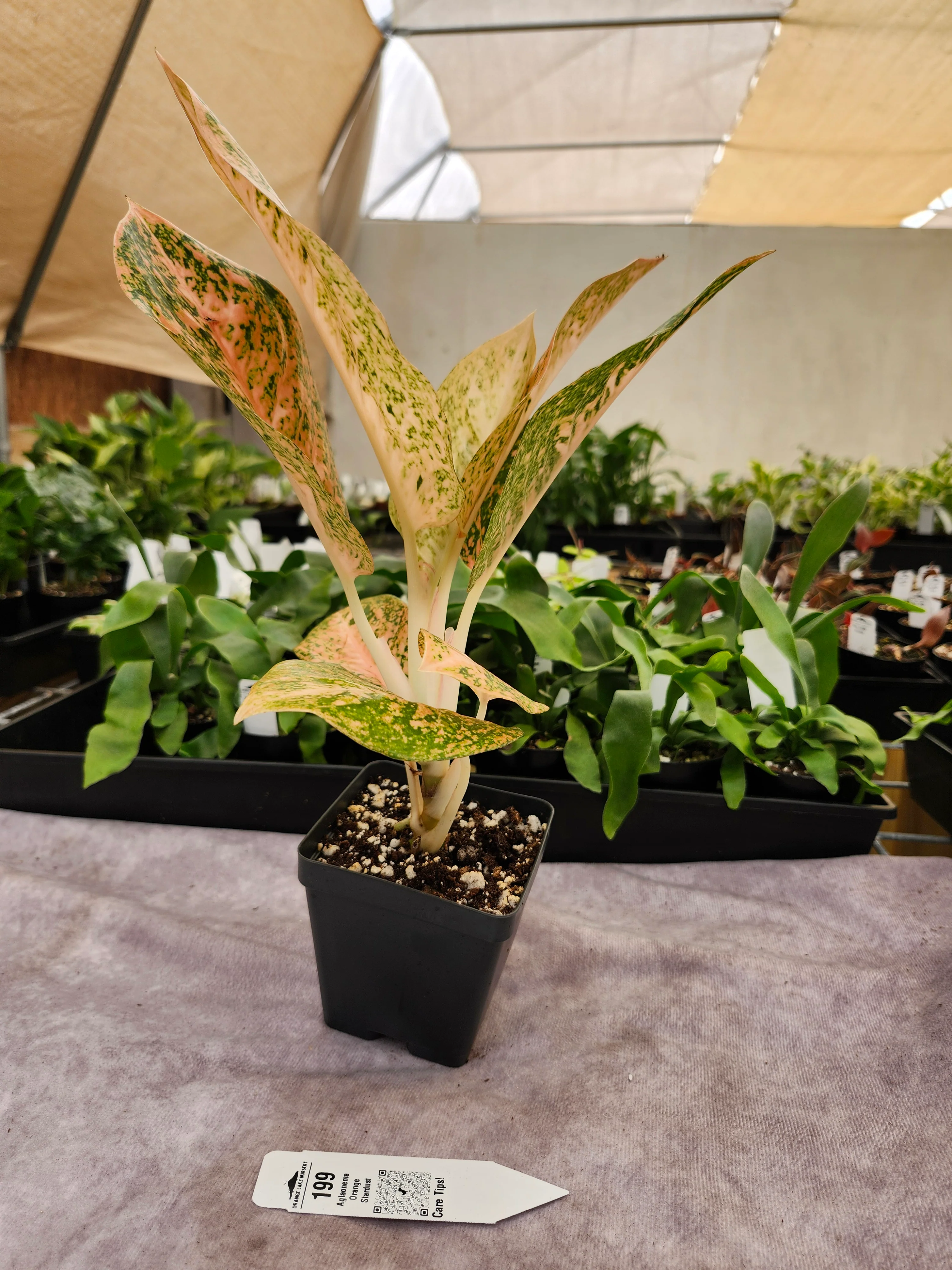 Aglaonema Orange Stardust- (4in) - 199 - Image 2