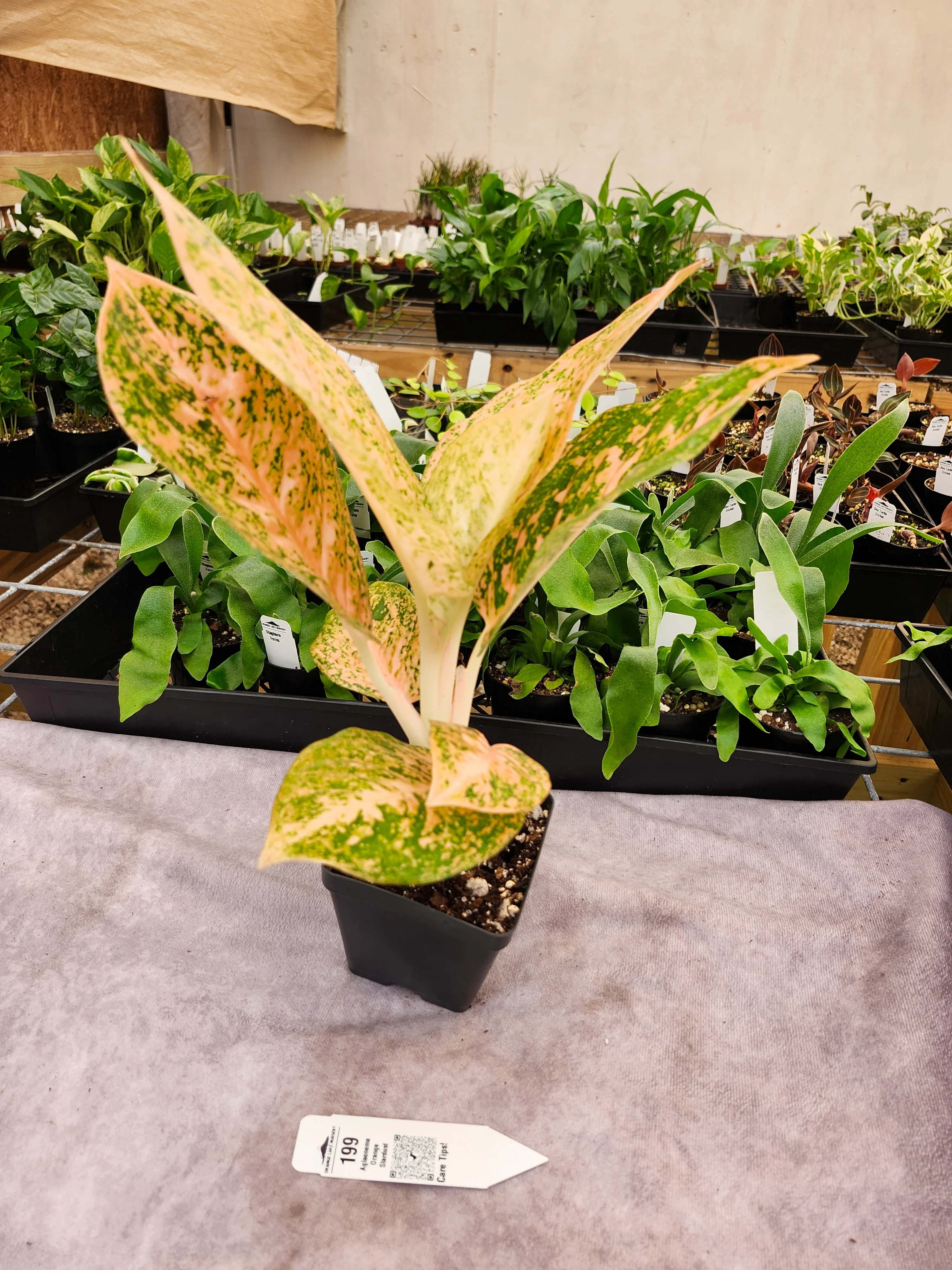 Aglaonema Orange Stardust- (4in) - 199 - Image 3
