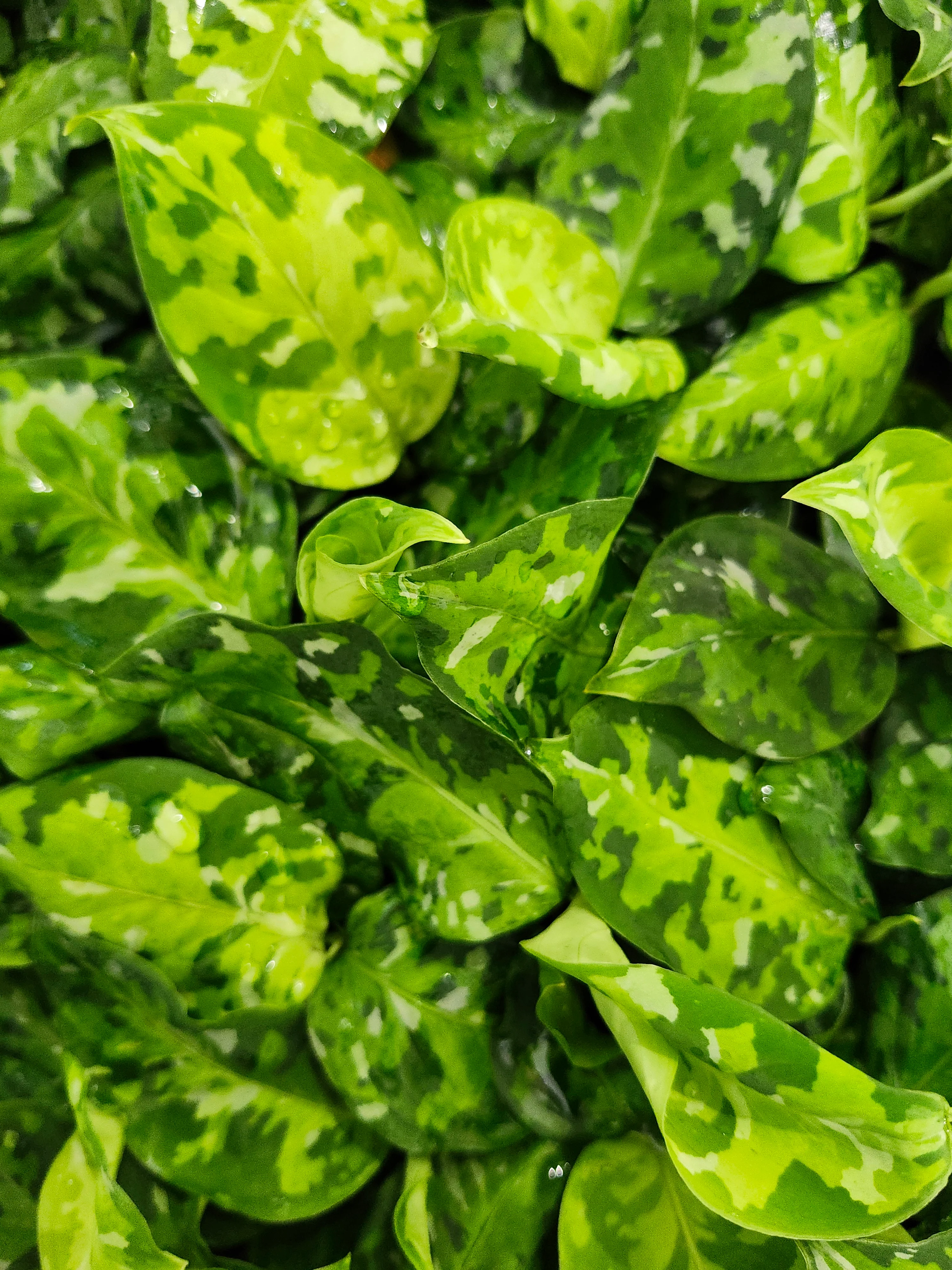 Aglaonema Pictum Tricolor - Image 13