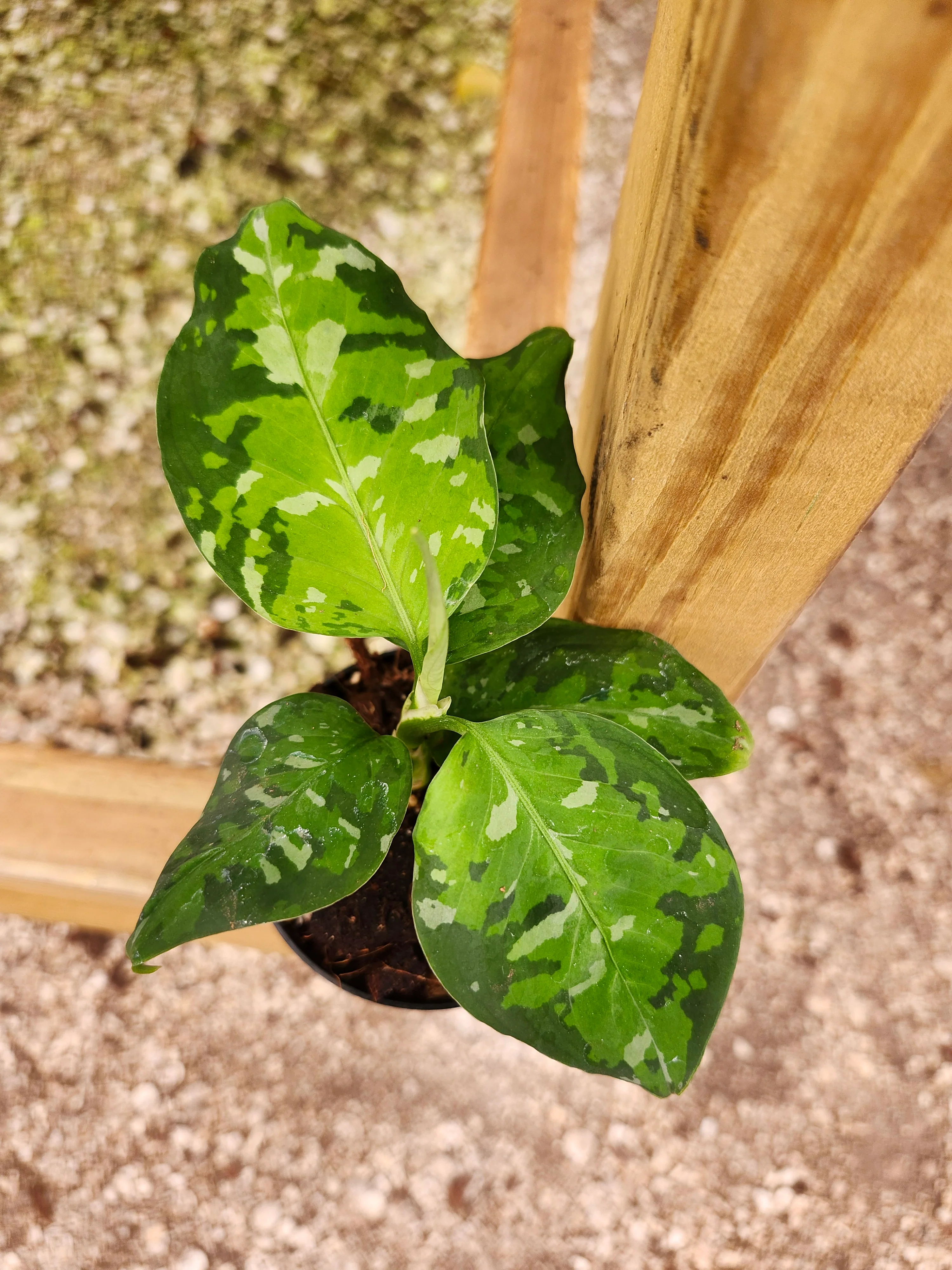 Aglaonema Pictum Tricolor - Image 7