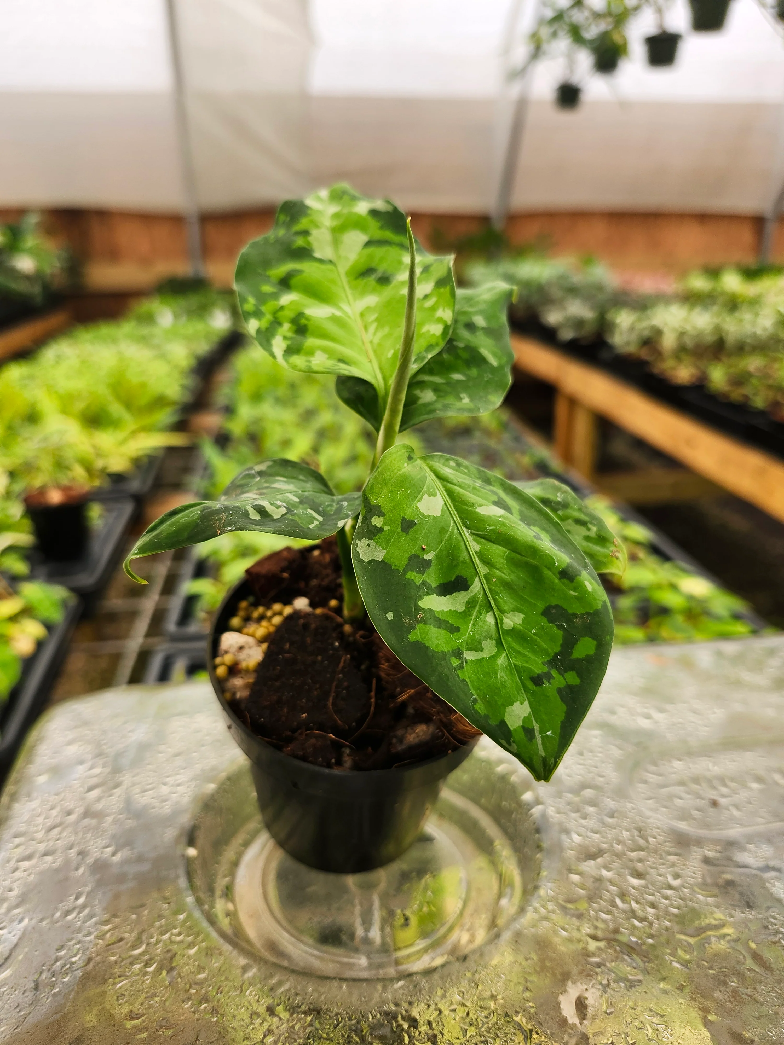 Aglaonema Pictum Tricolor - Image 9