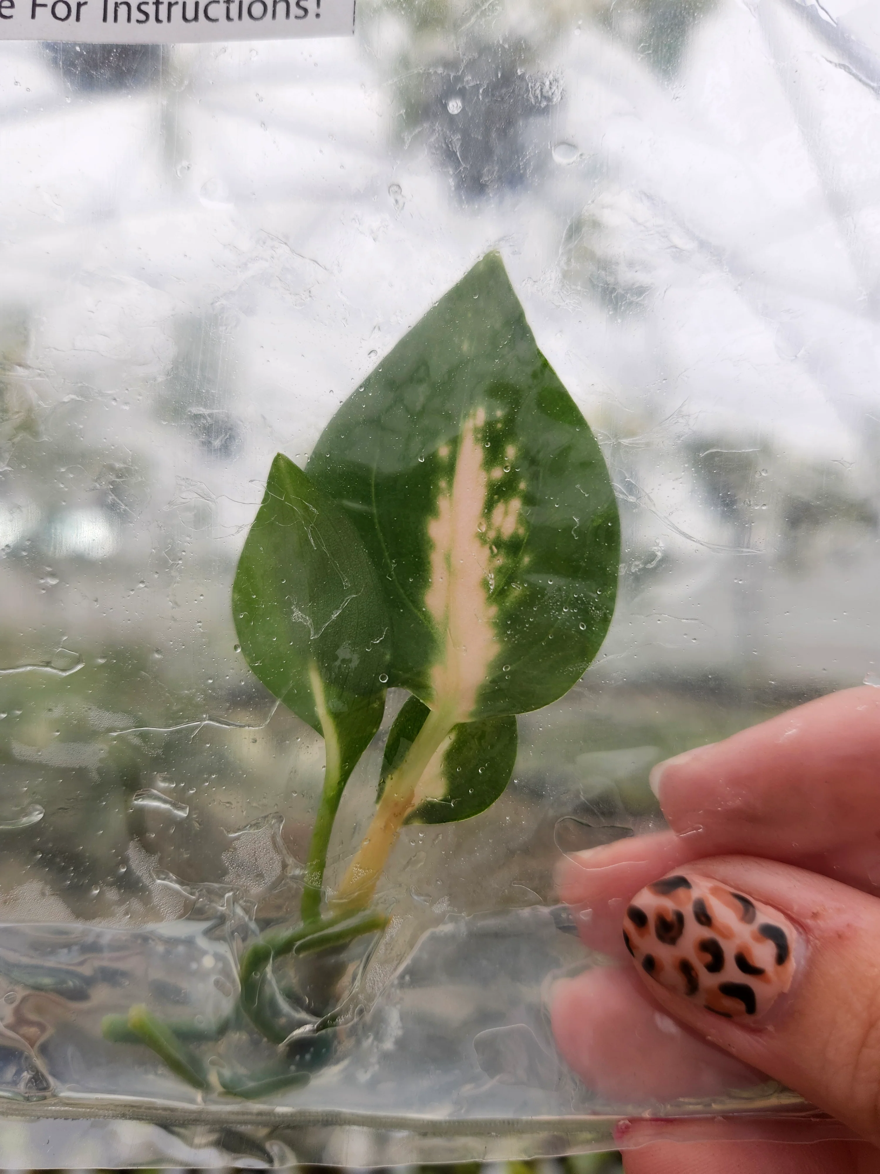 Aglaonema Pink Princess Tissue Culture - Image 3