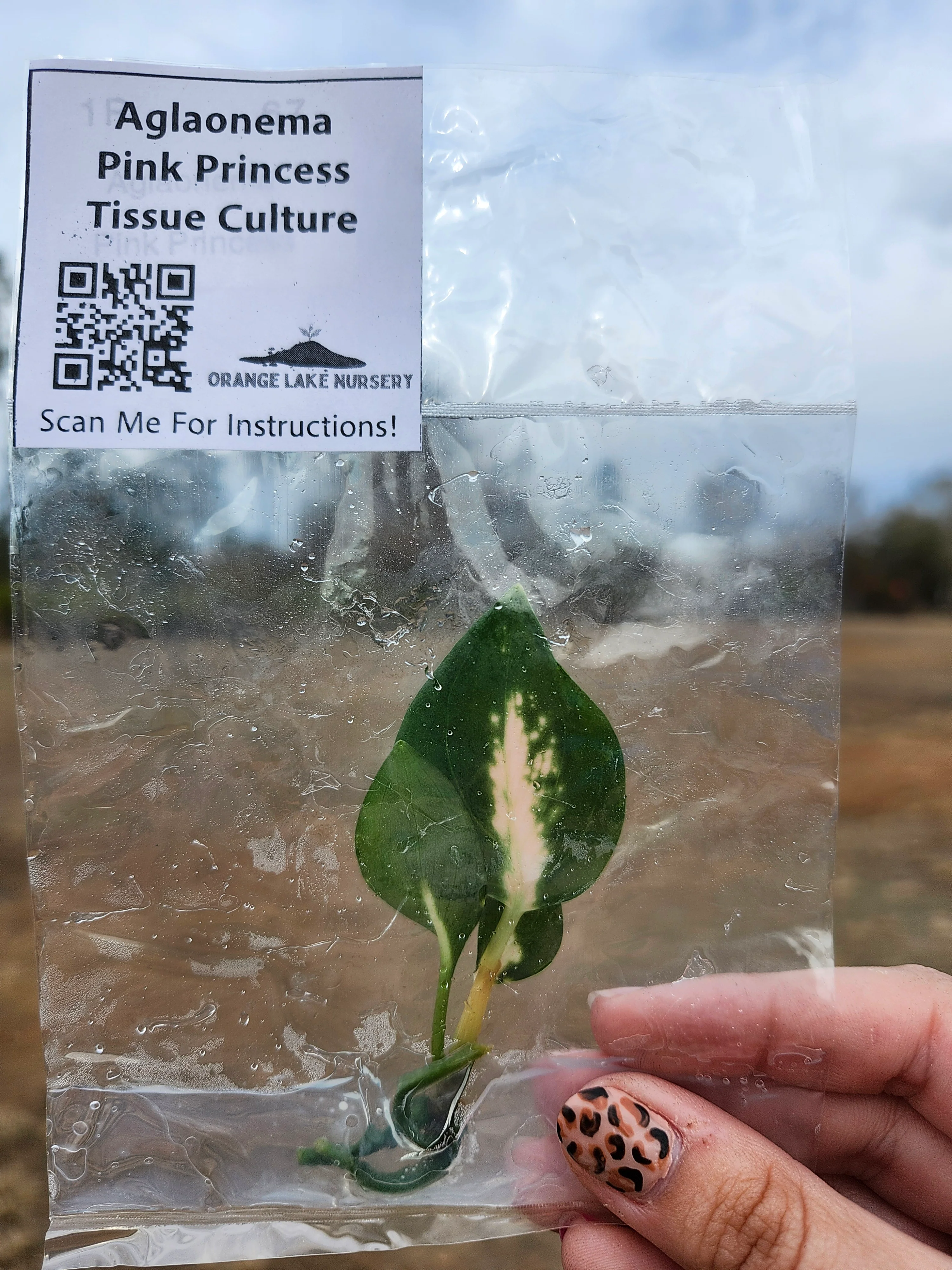 Aglaonema Pink Princess Tissue Culture - Image 5