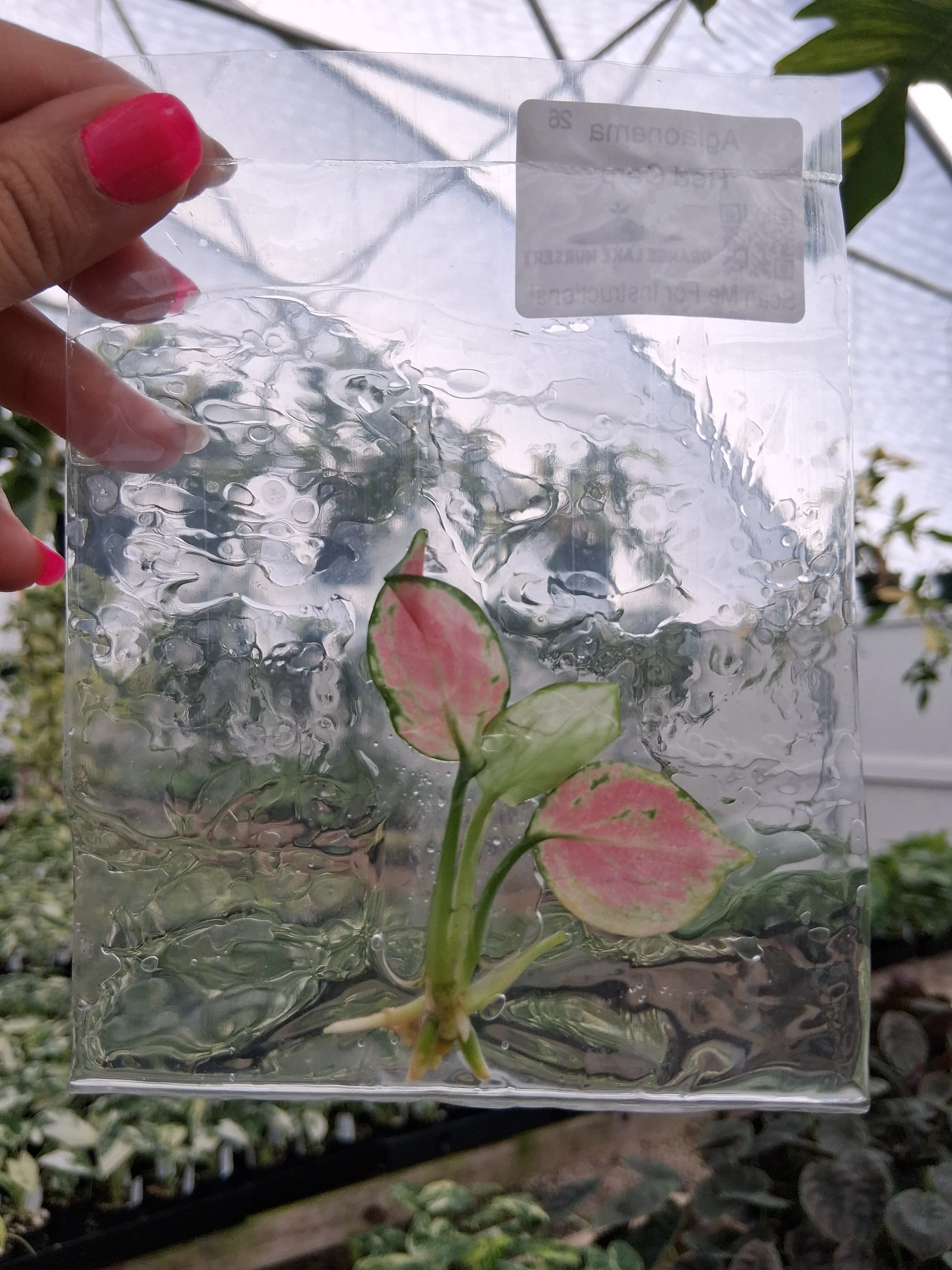 Aglaonema Red Carp Tissue Culture - Image 3