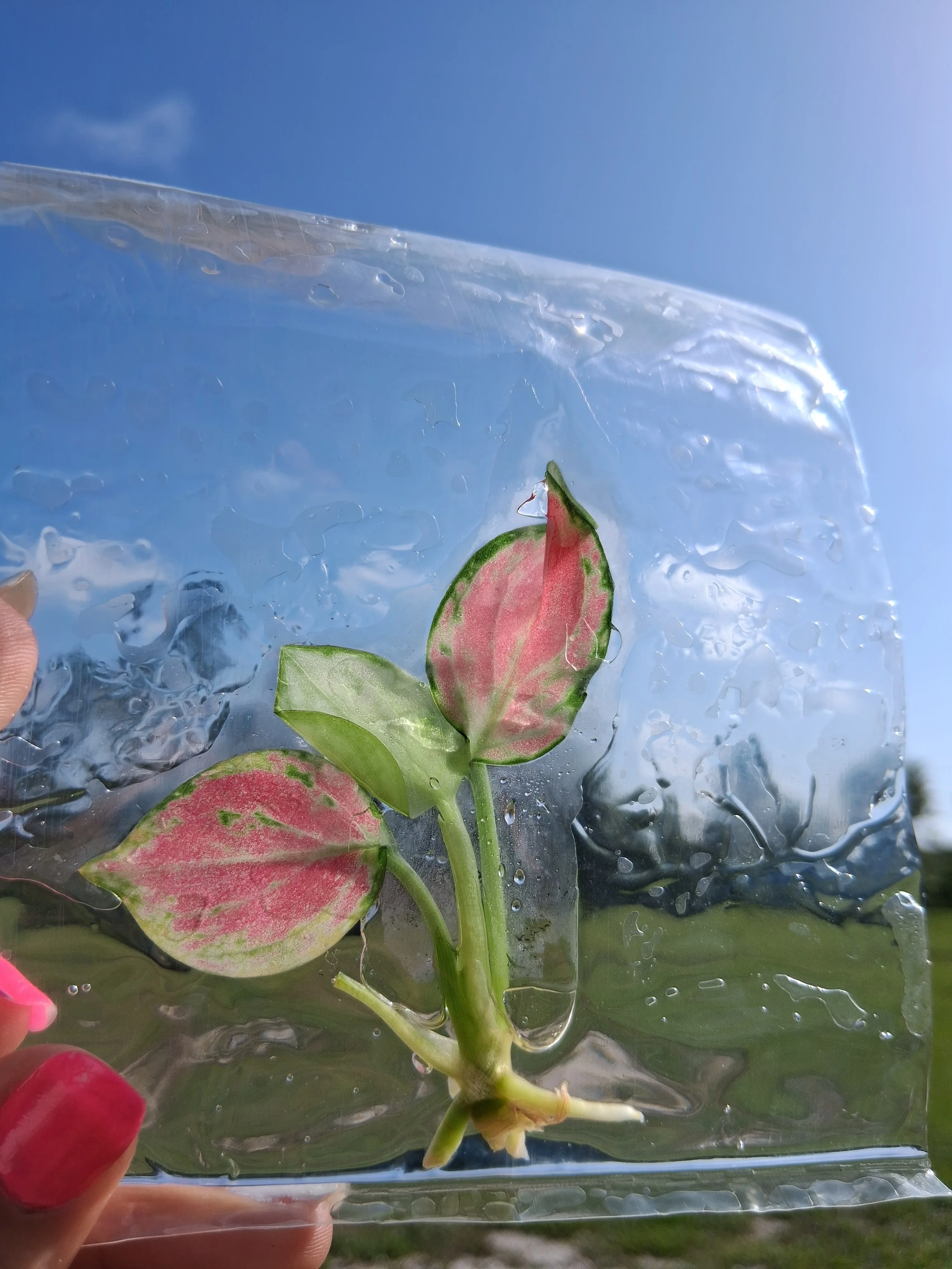 Aglaonema Red Carp Tissue Culture - Image 4