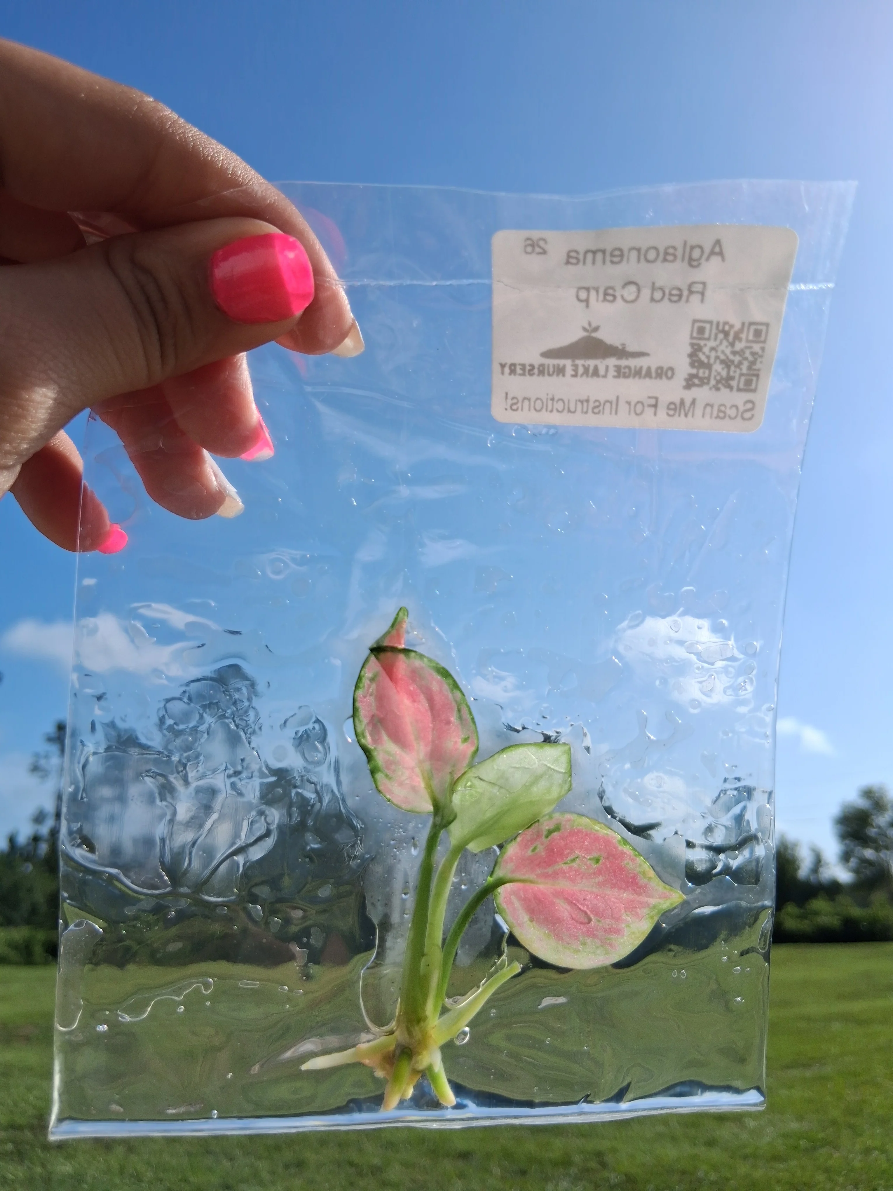 Aglaonema Red Carp Tissue Culture - Image 5