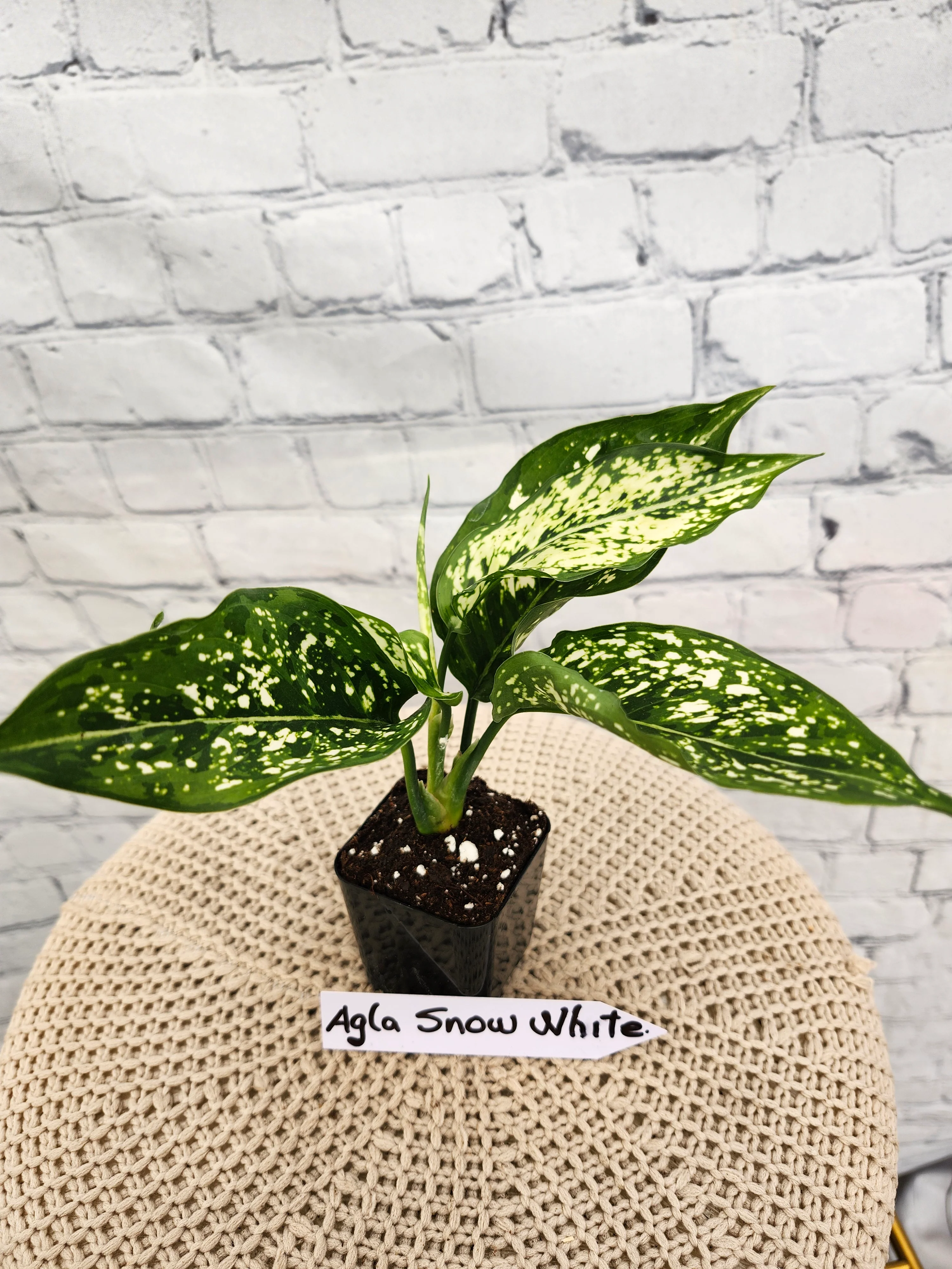 Aglaonema Snow White