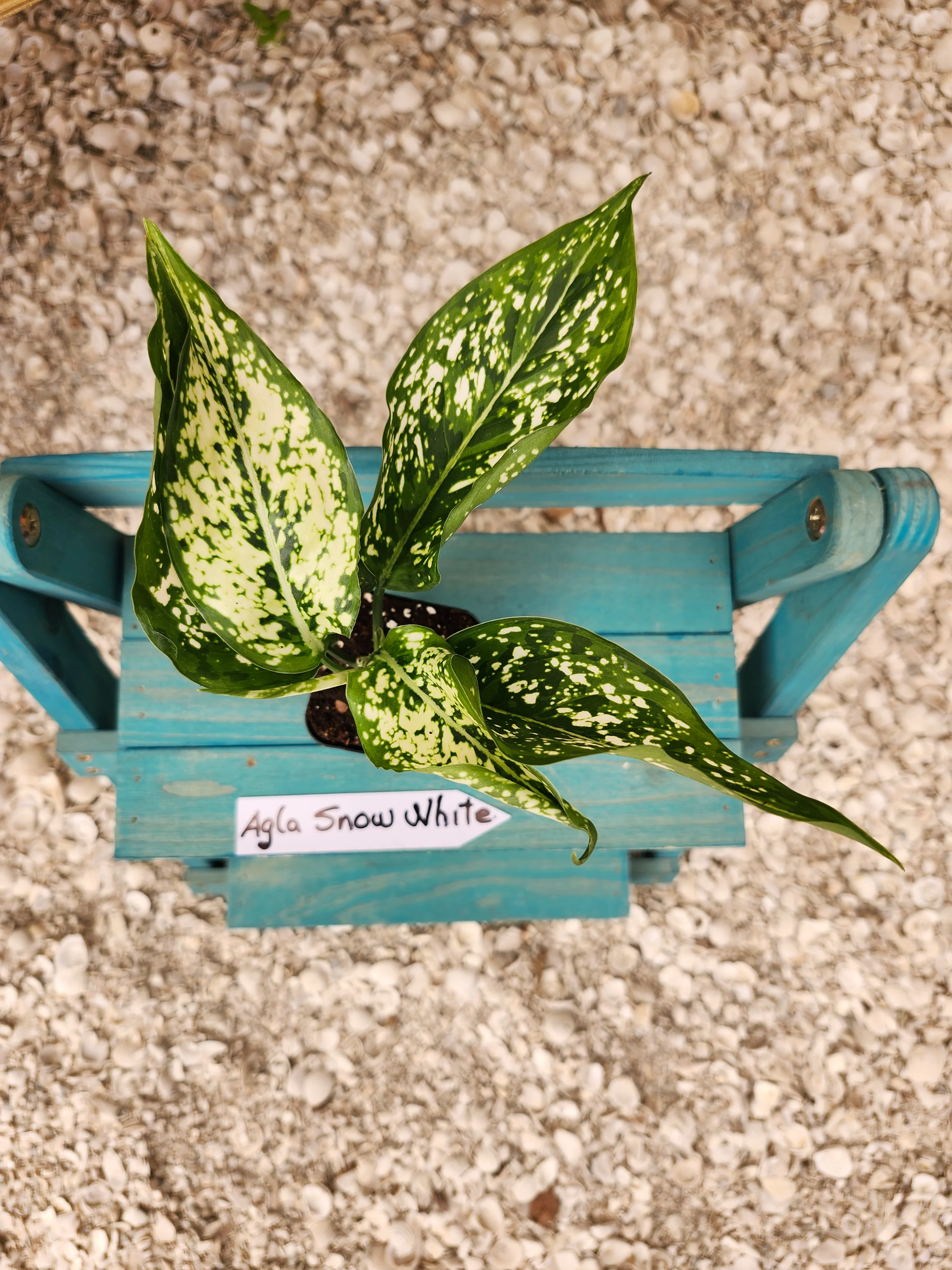 Aglaonema Snow White - Image 3