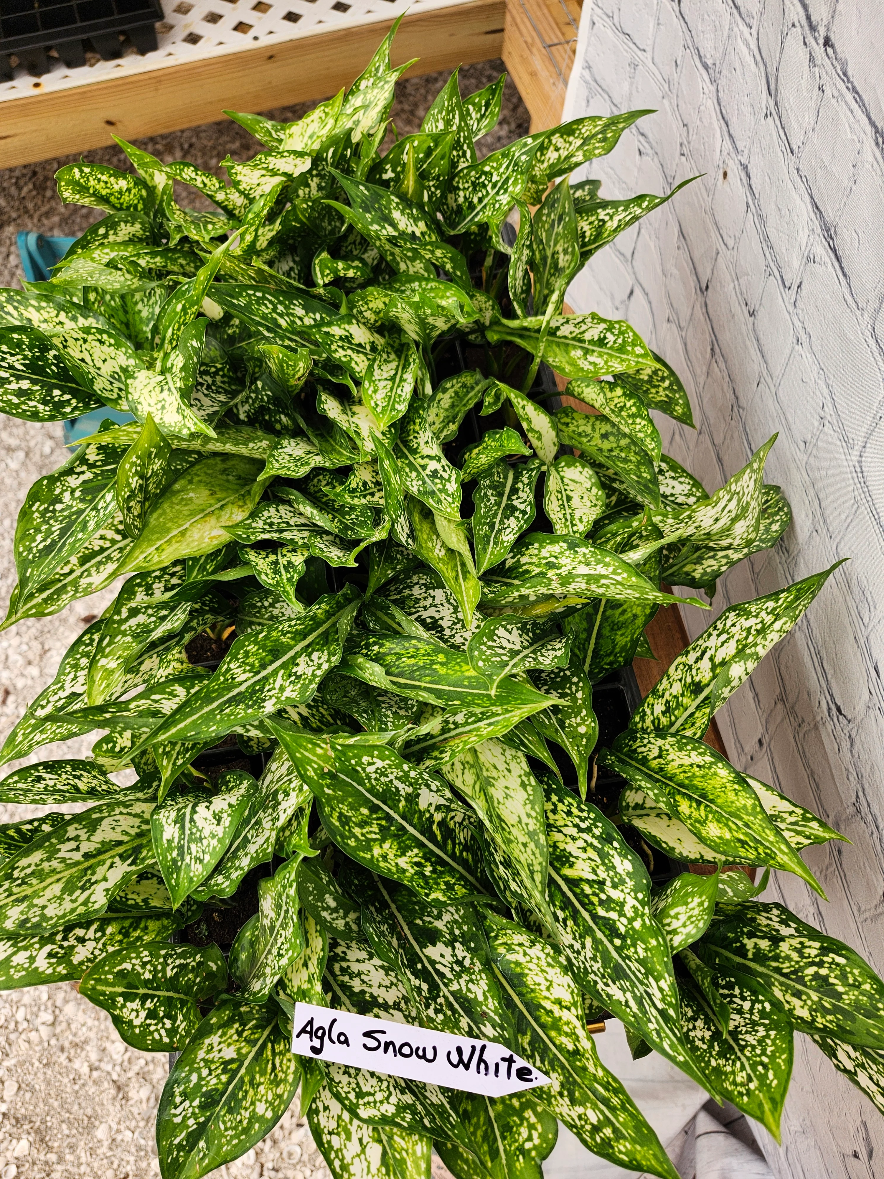 Aglaonema Snow White - Image 4