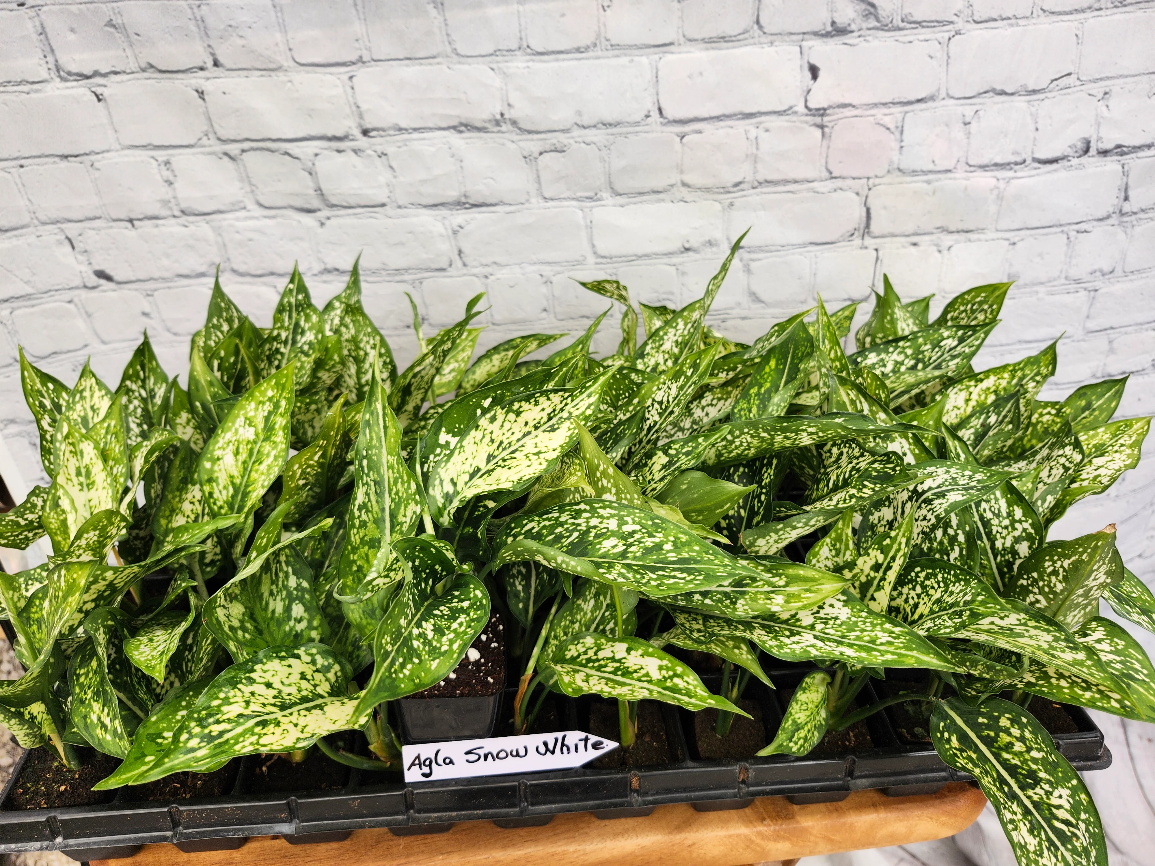 Aglaonema Snow White - Image 6