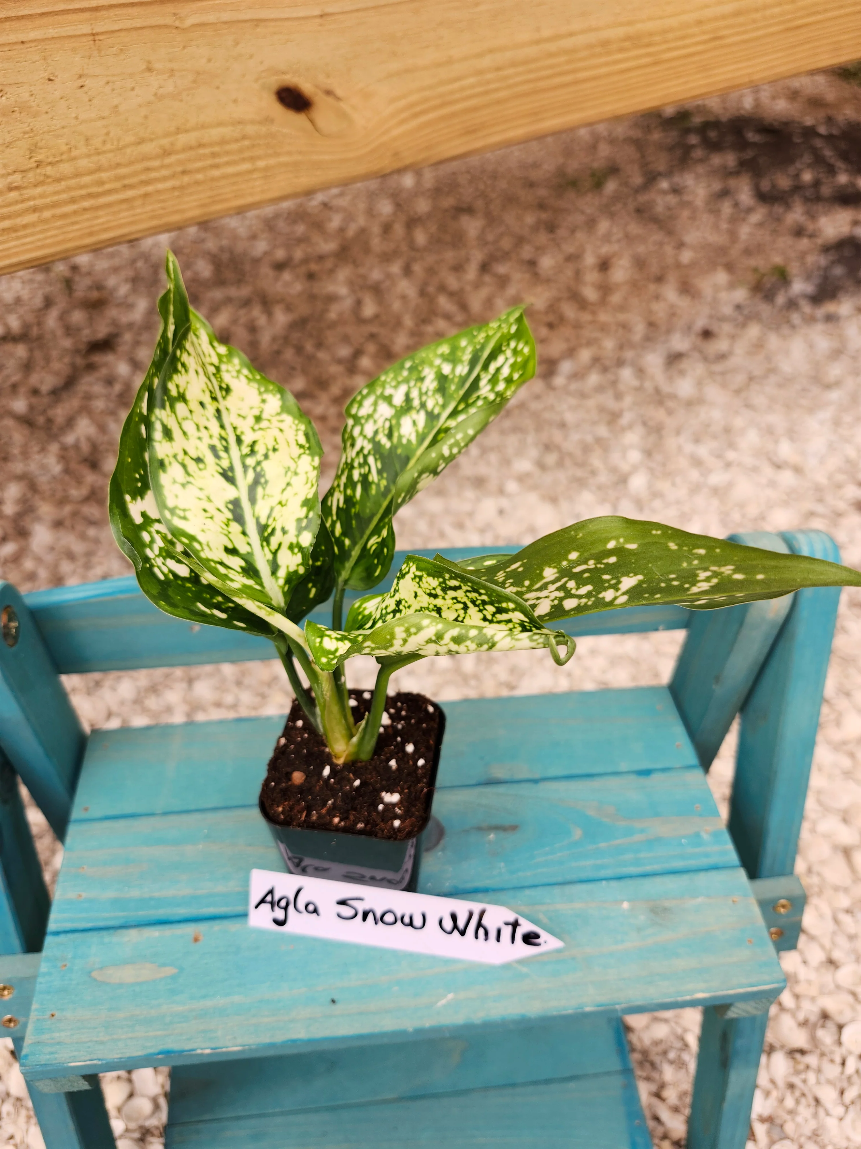 Aglaonema Snow White - Image 9