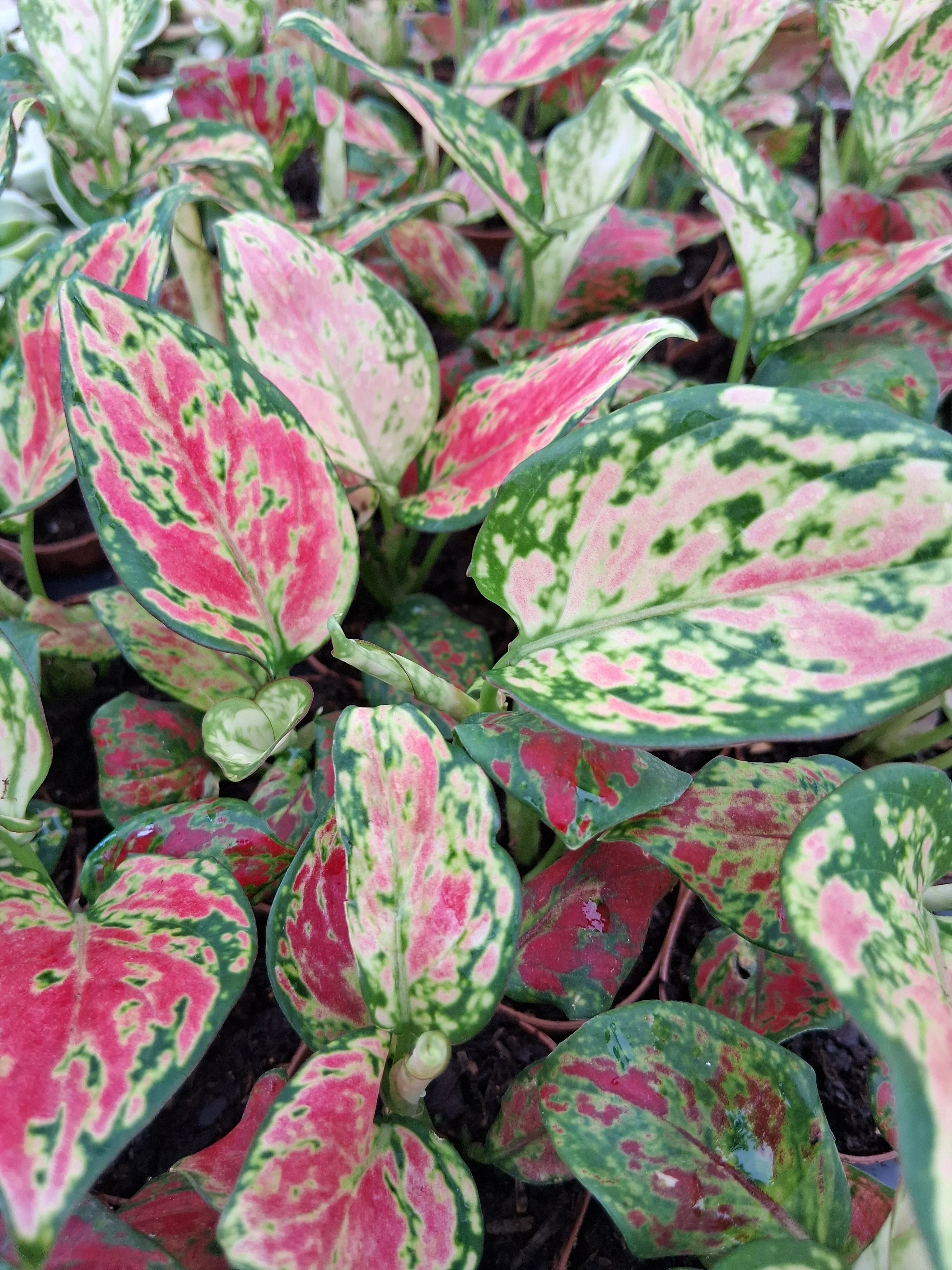 Aglaonema Sunrise Red - Image 3
