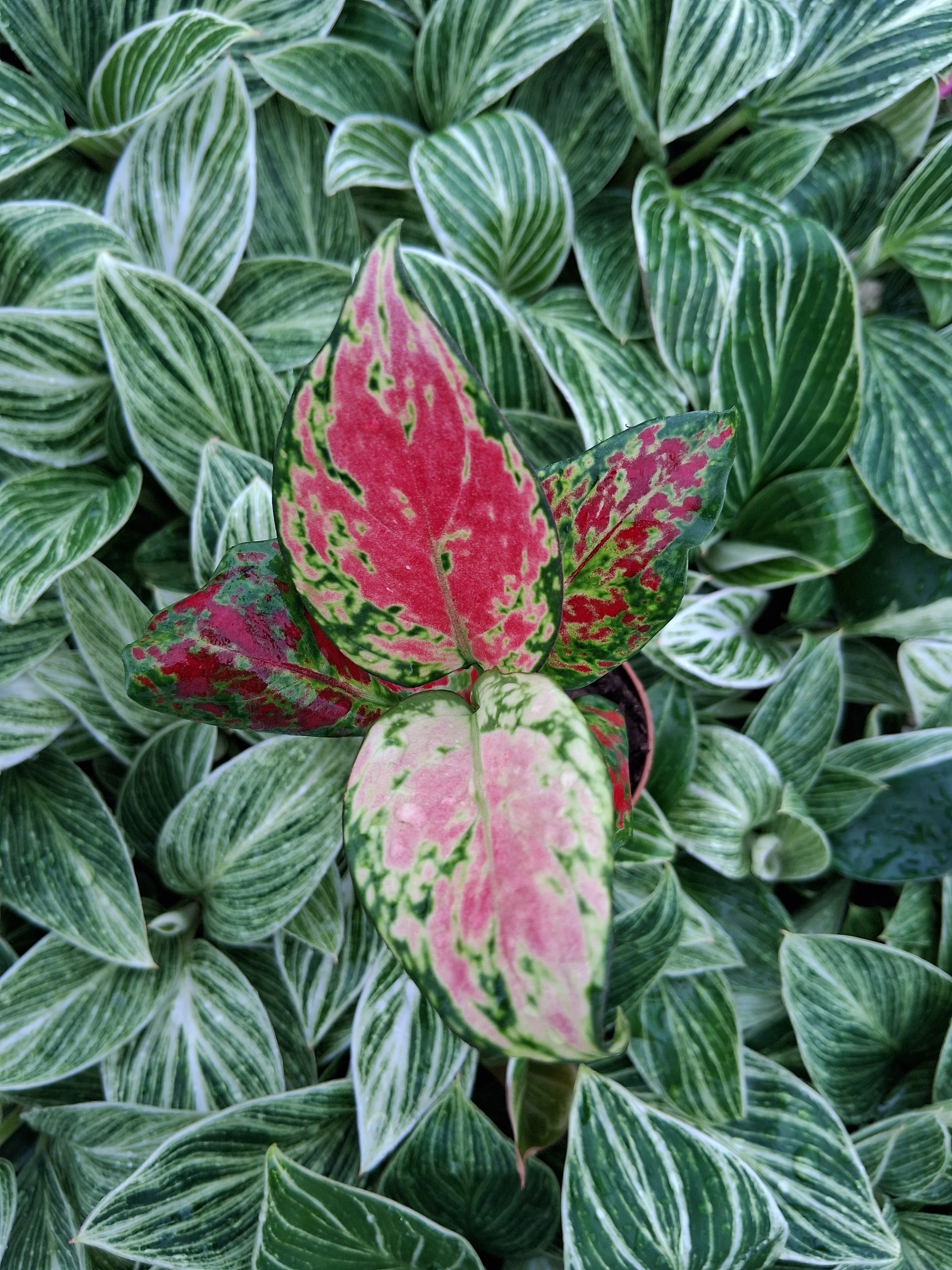 Aglaonema Sunrise Red - Image 4