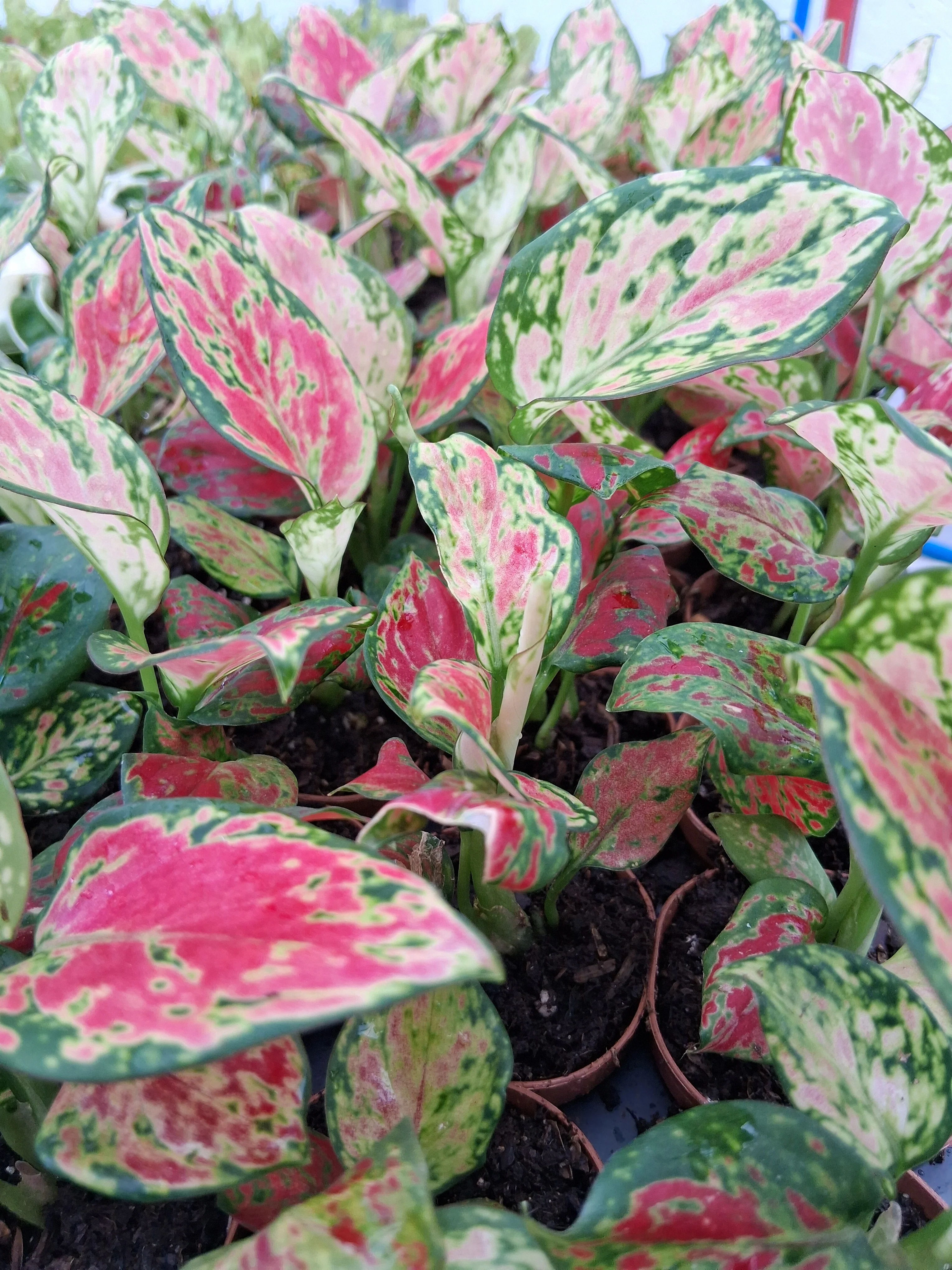 Aglaonema Sunrise Red - Image 5